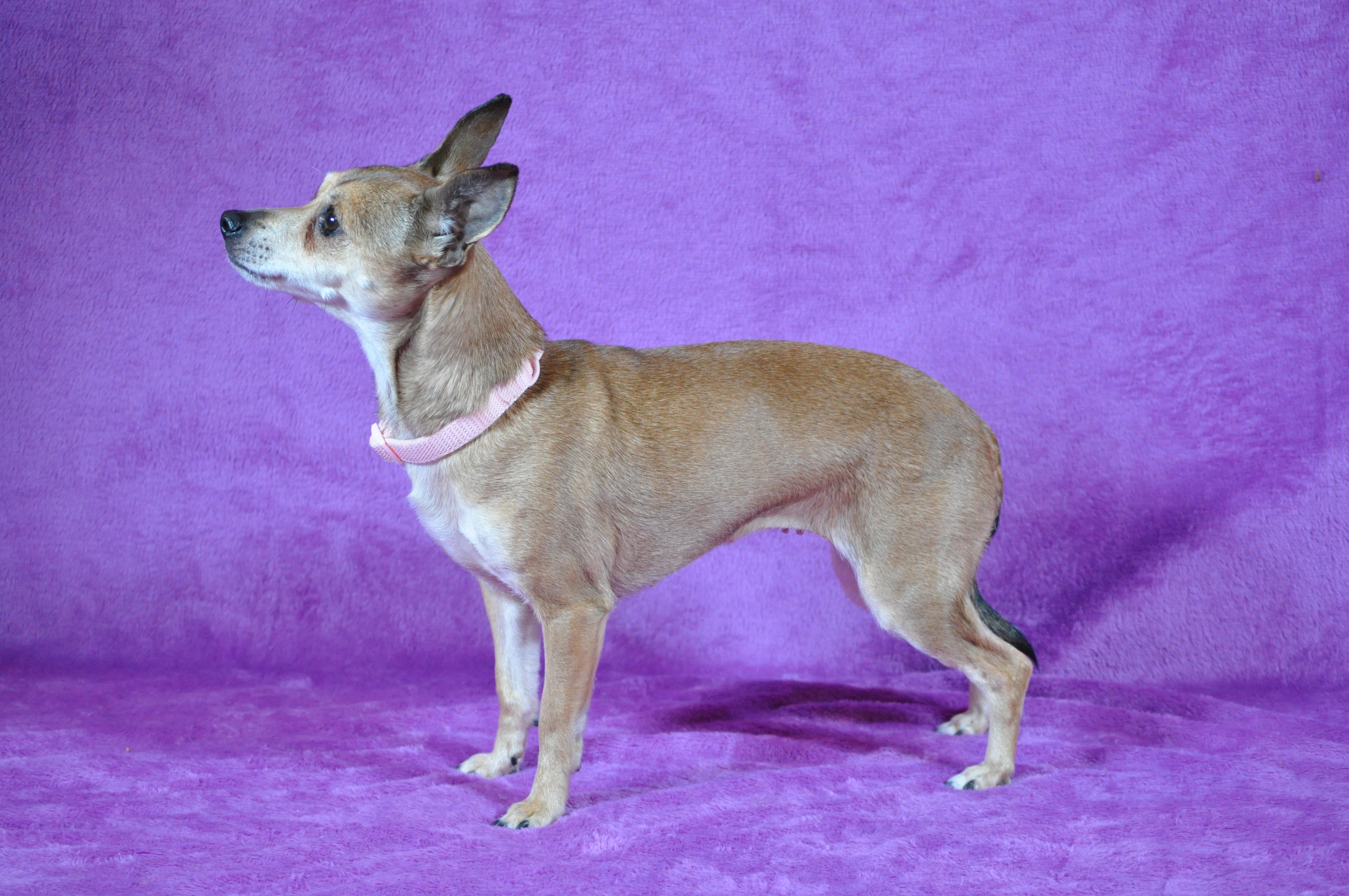 Sassy, adopted, Adult Female Chihuahua.