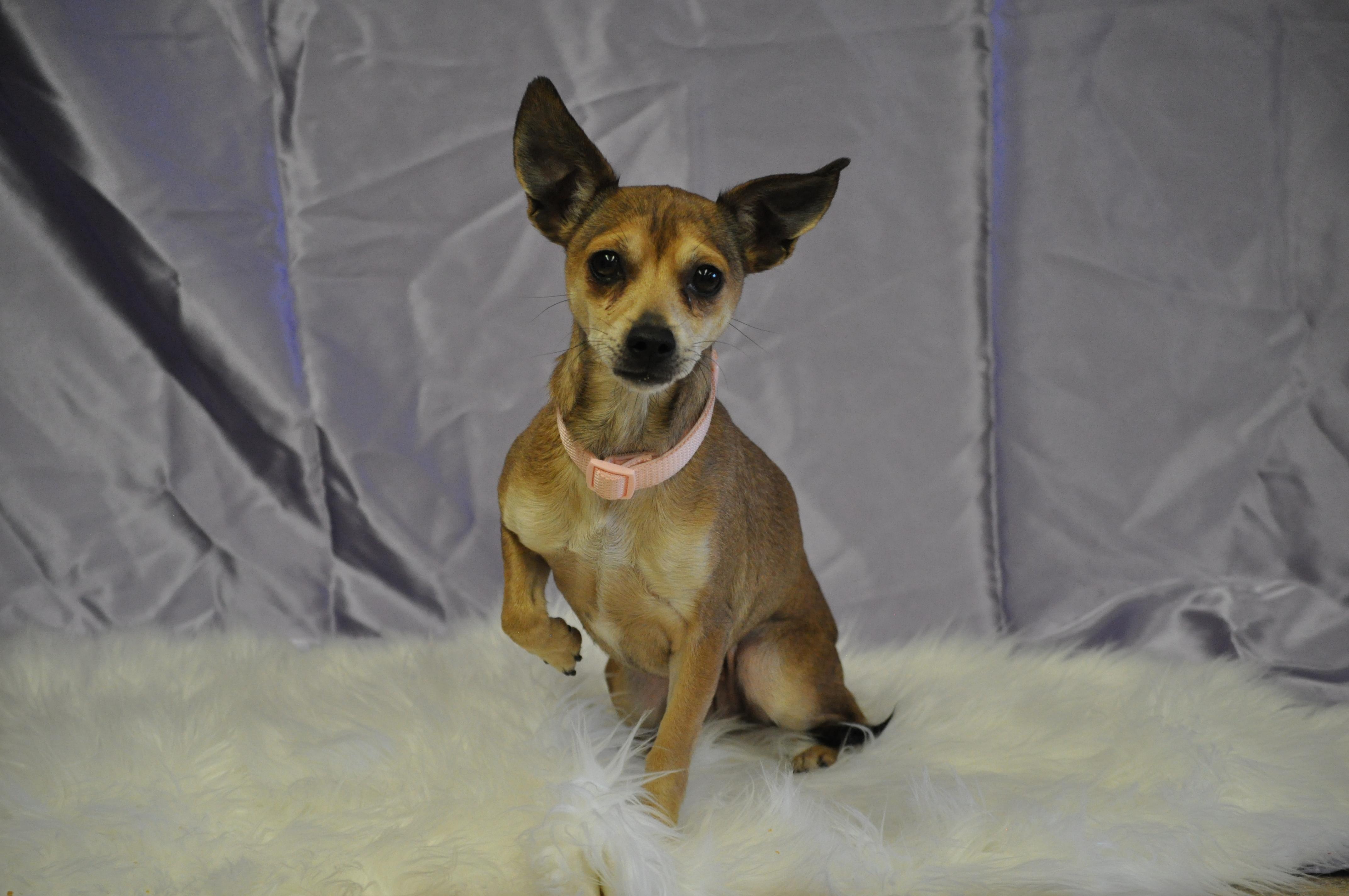 Enlarge Sassy, a ADOPTABLE mixed breed in Union Gap, WA image 2/5