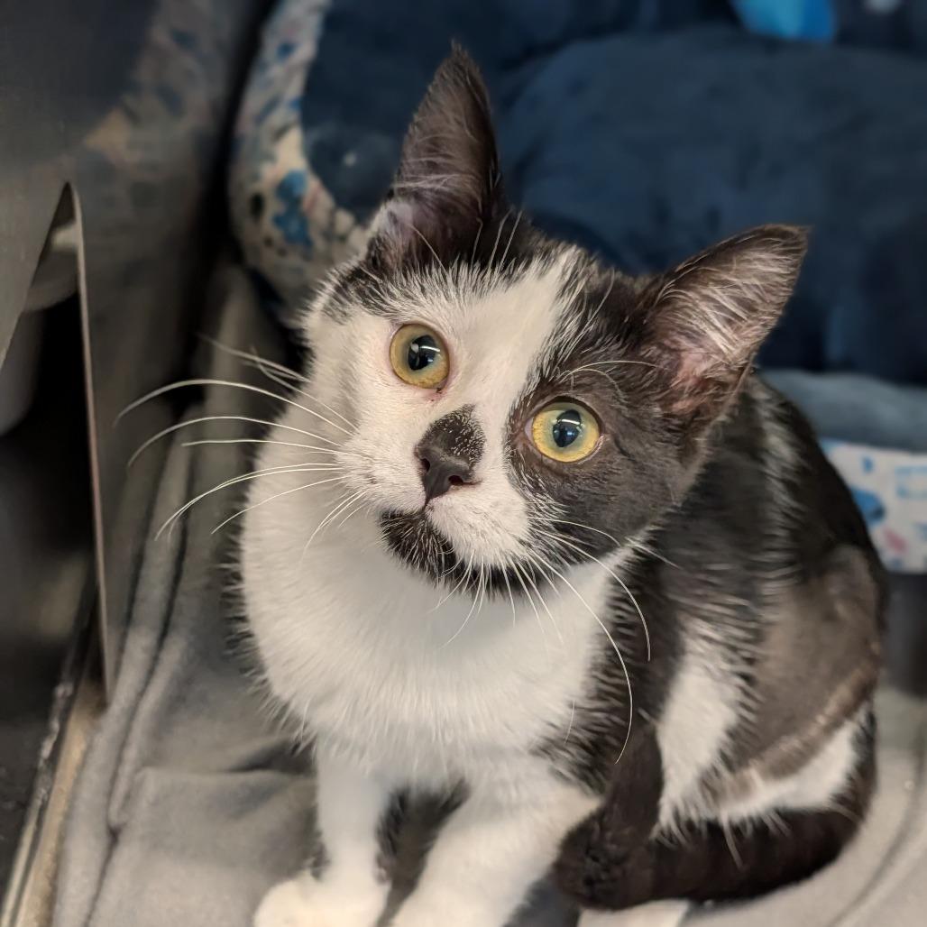 Dinah, an adopted Domestic Short Hair in Cape Girardeau, MO image 2/2