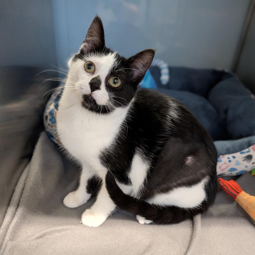 Dinah, an adopted Domestic Short Hair in Cape Girardeau, MO image 1/2