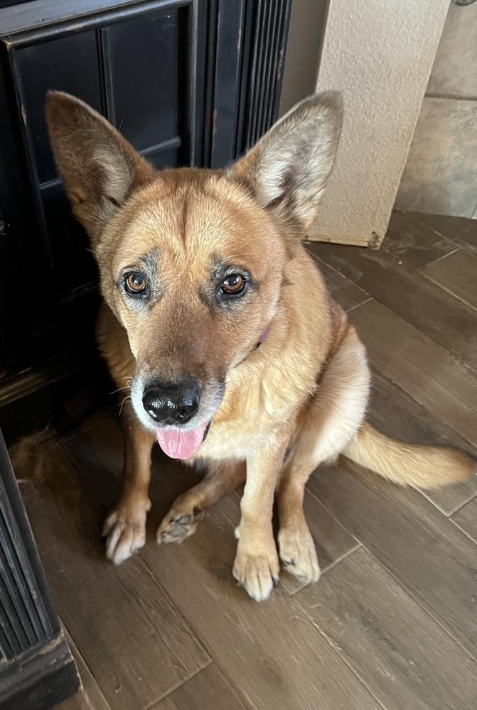 Sunshine, a Adoptable mixed breed in Frisco, TX image 1/4