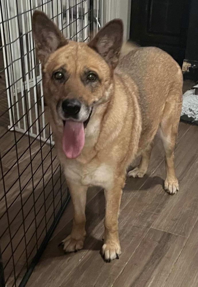 Sunshine, a Adoptable mixed breed in Frisco, TX image 3/4