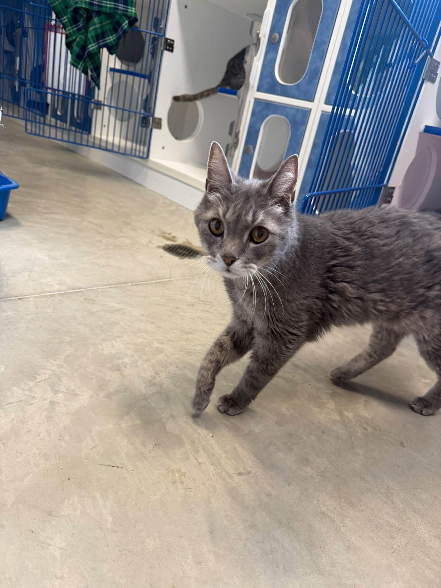 Grandpa, Adoptable, Senior Male Domestic Short Hair.
