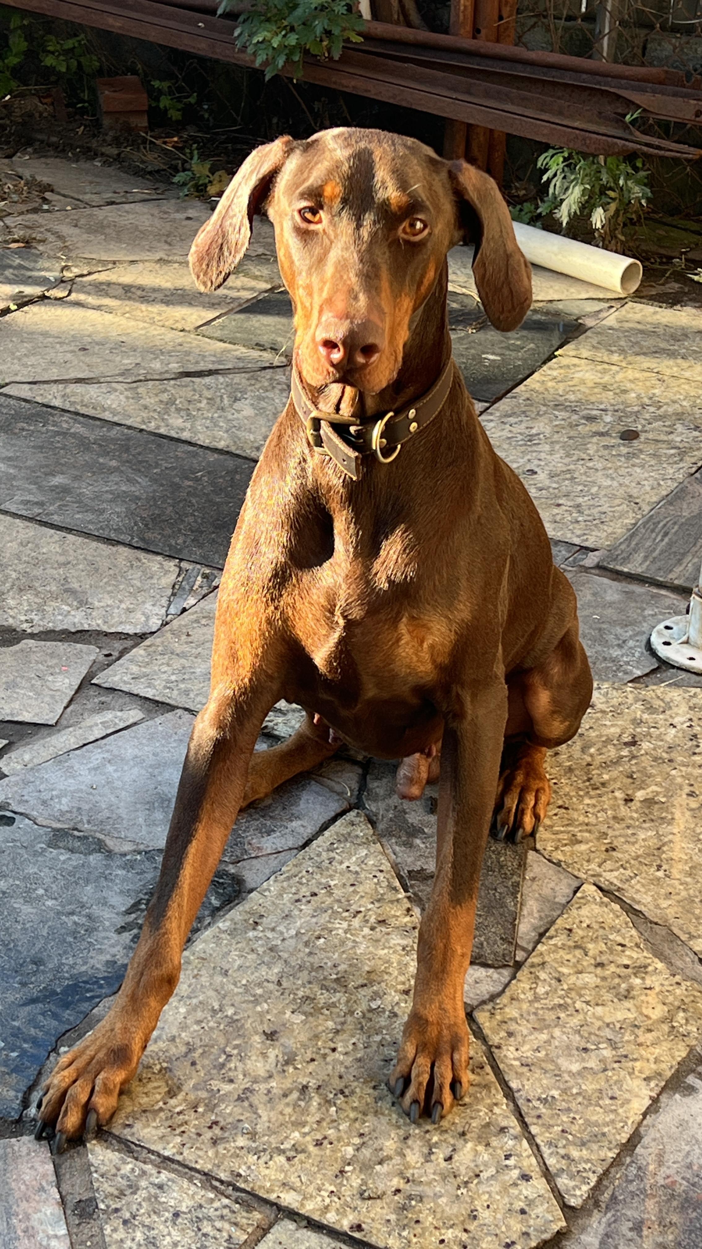 Enlarge Milo, a ADOPTABLE Doberman Pinscher in Fleetwood, PA image 2/3