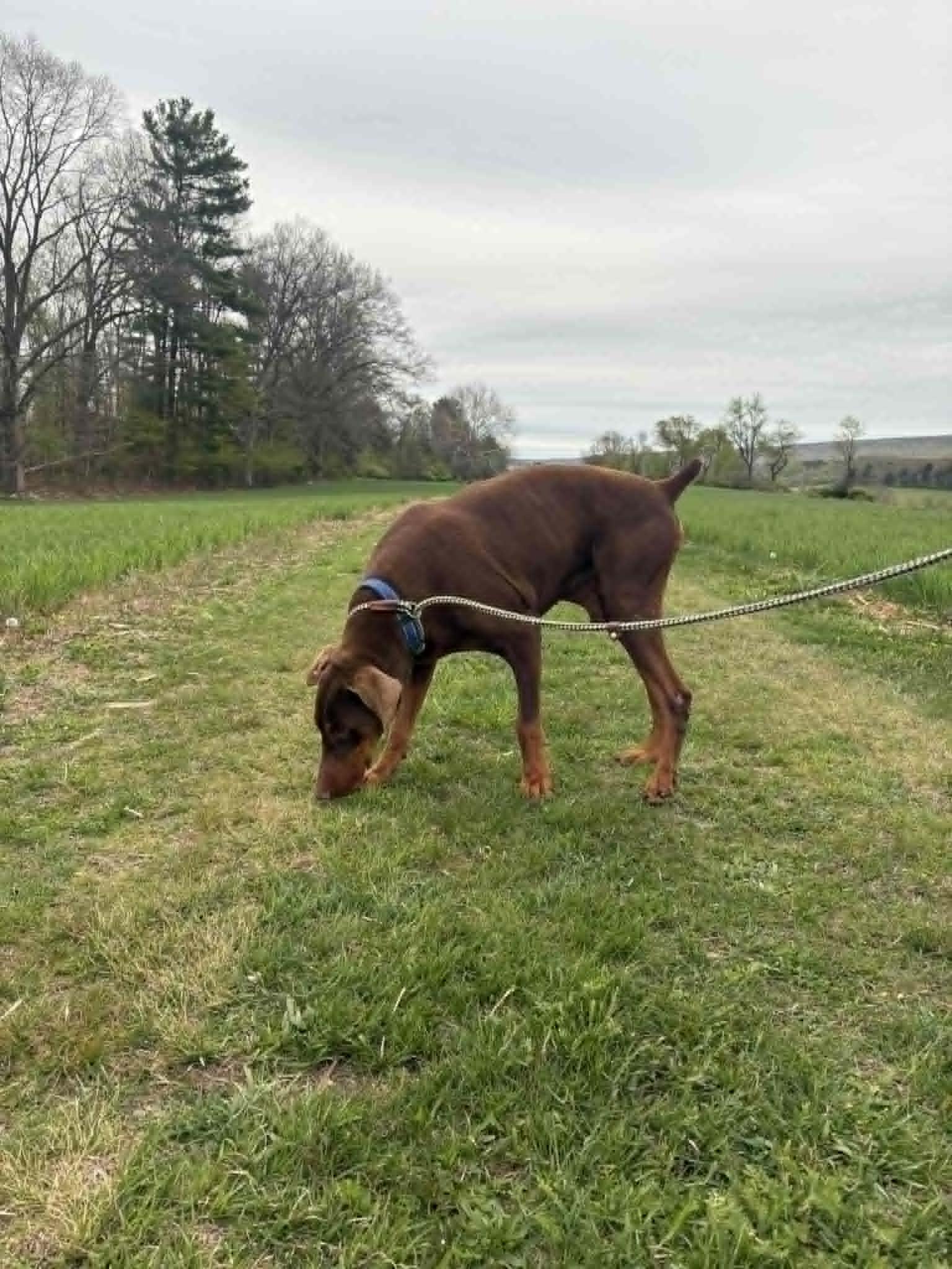 Milo