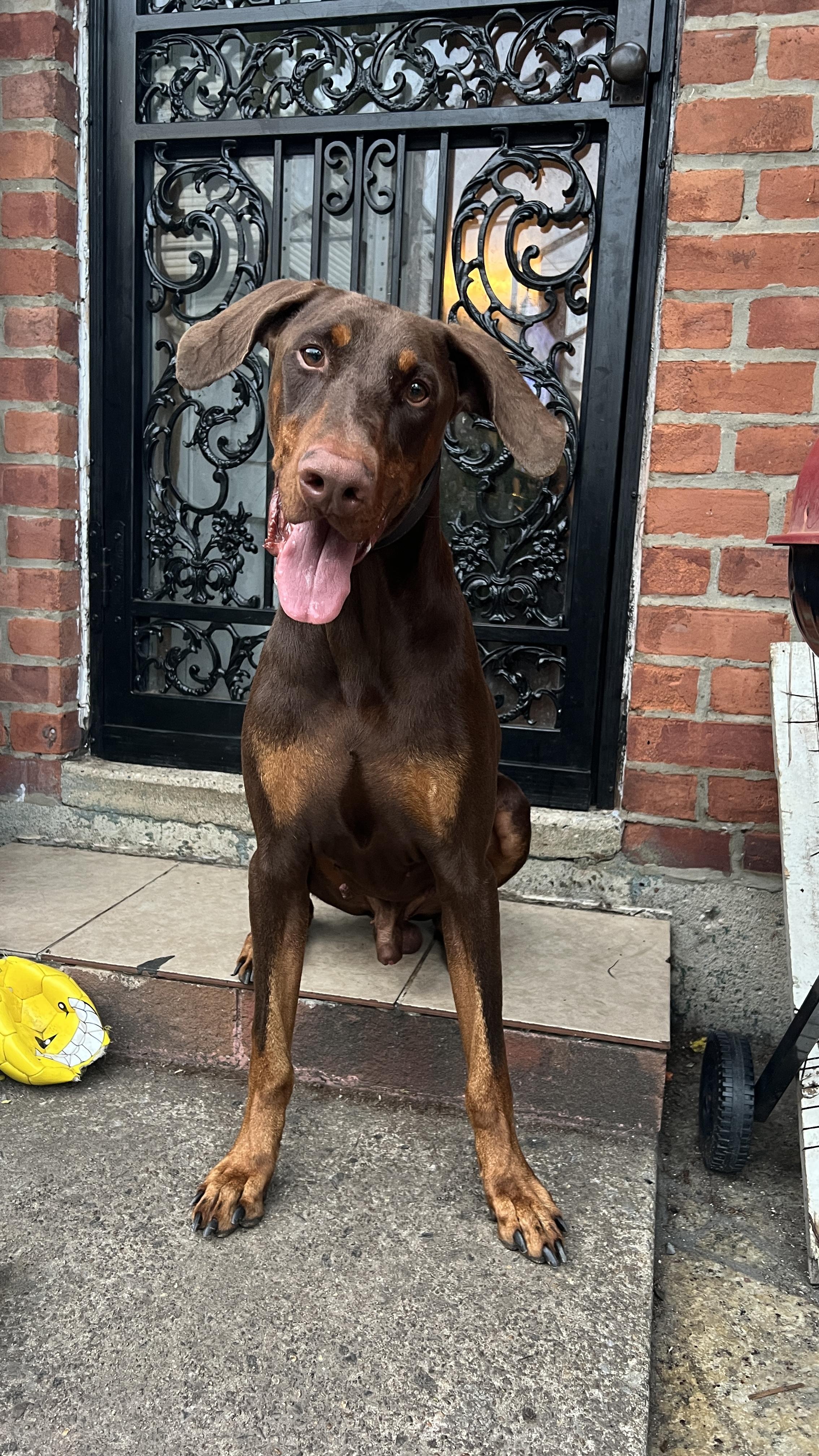 Enlarge Milo, a ADOPTABLE Doberman Pinscher in Fleetwood, PA image 3/3