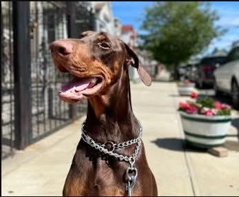 Milo, ADOPTABLE, Adult Male Doberman Pinscher.