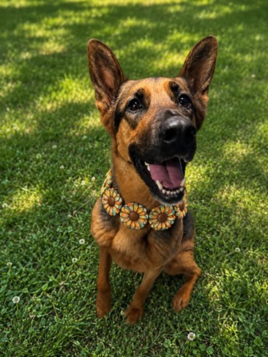 JUNE, Adoptable, Adult Female German Shepherd Dog.