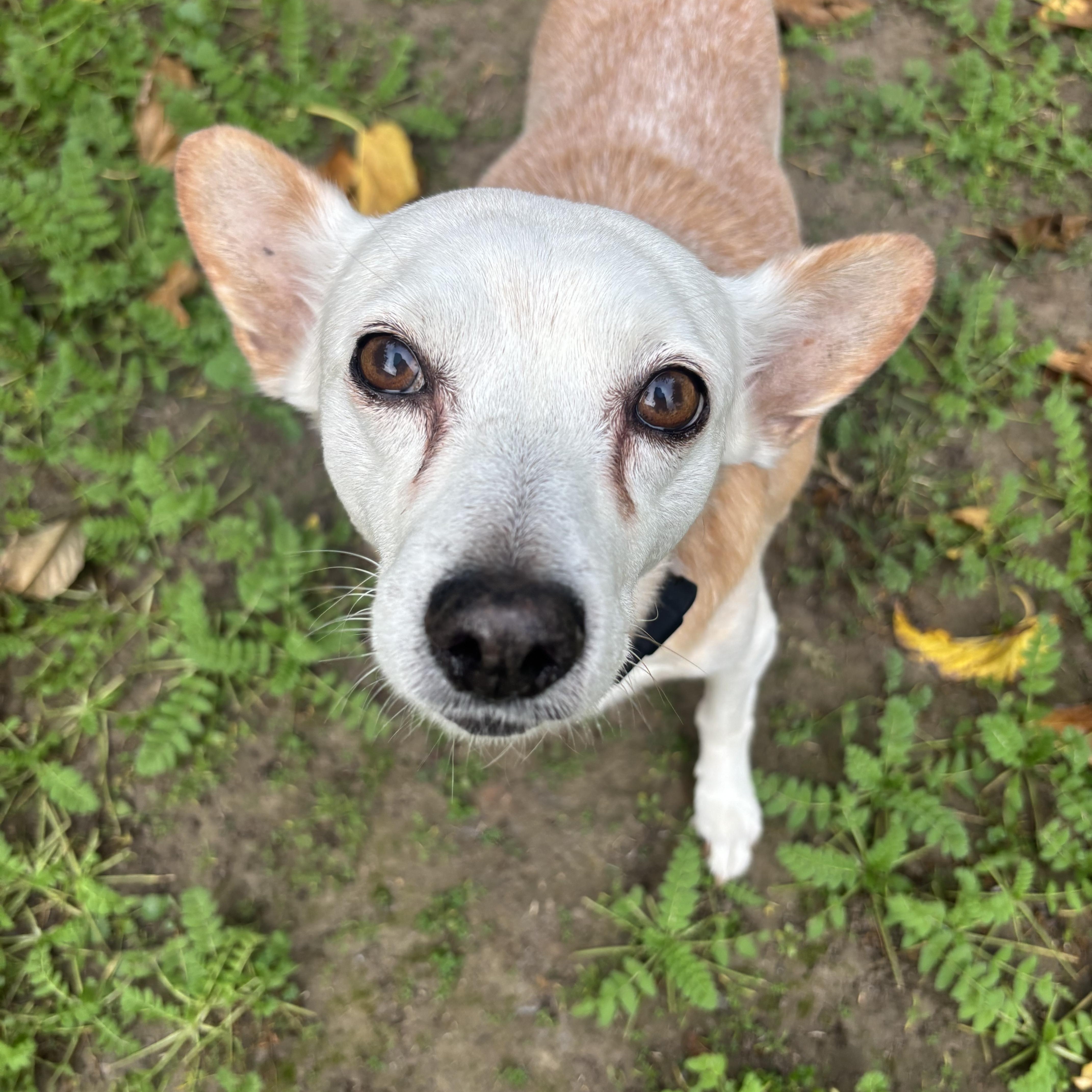 Enlarge Tony, a ADOPTABLE mixed breed in Los Angeles, CA image 1/6