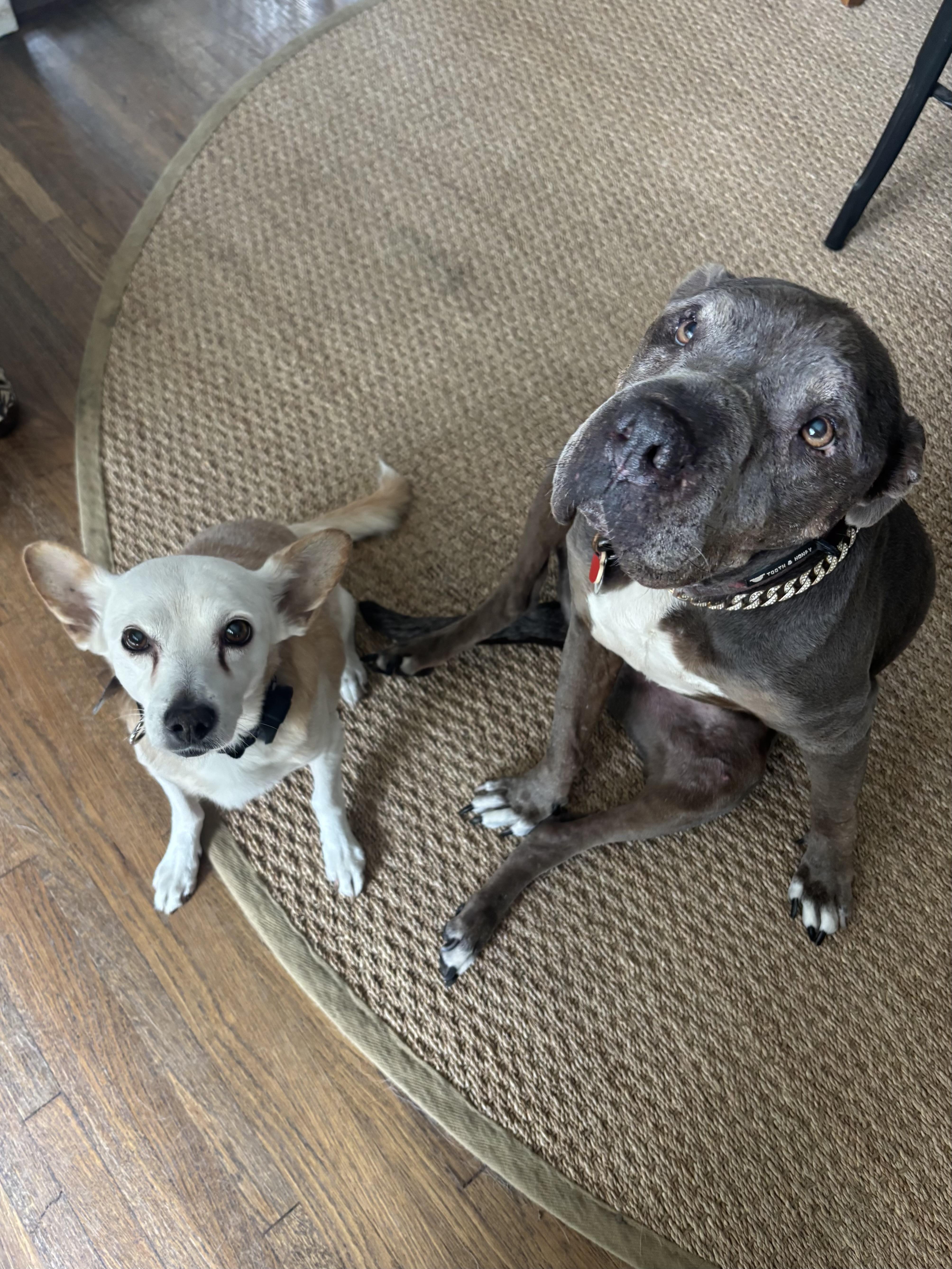 Enlarge Tony, a ADOPTABLE mixed breed in Los Angeles, CA image 2/6