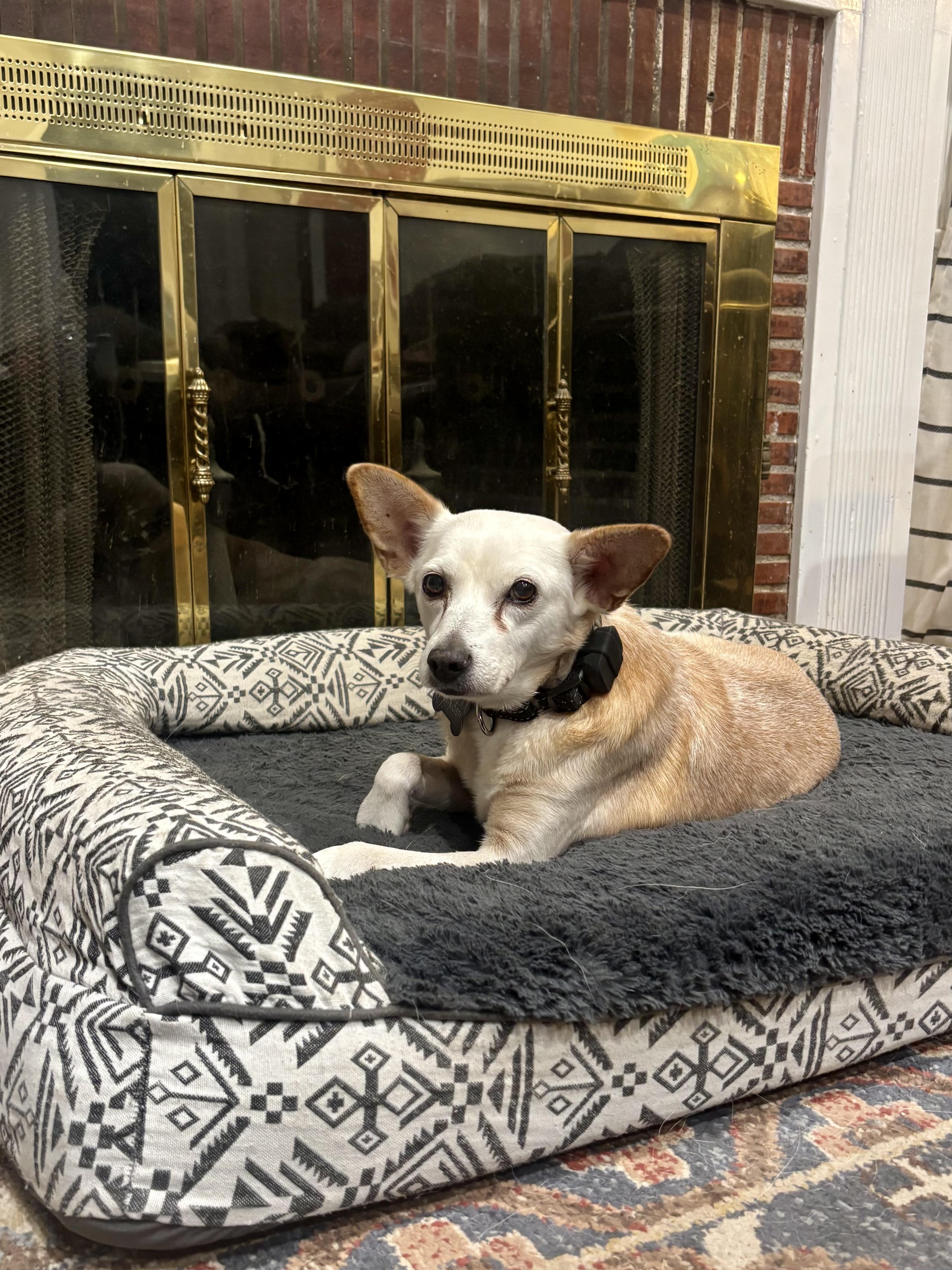 Enlarge Tony, a ADOPTABLE mixed breed in Los Angeles, CA image 3/6