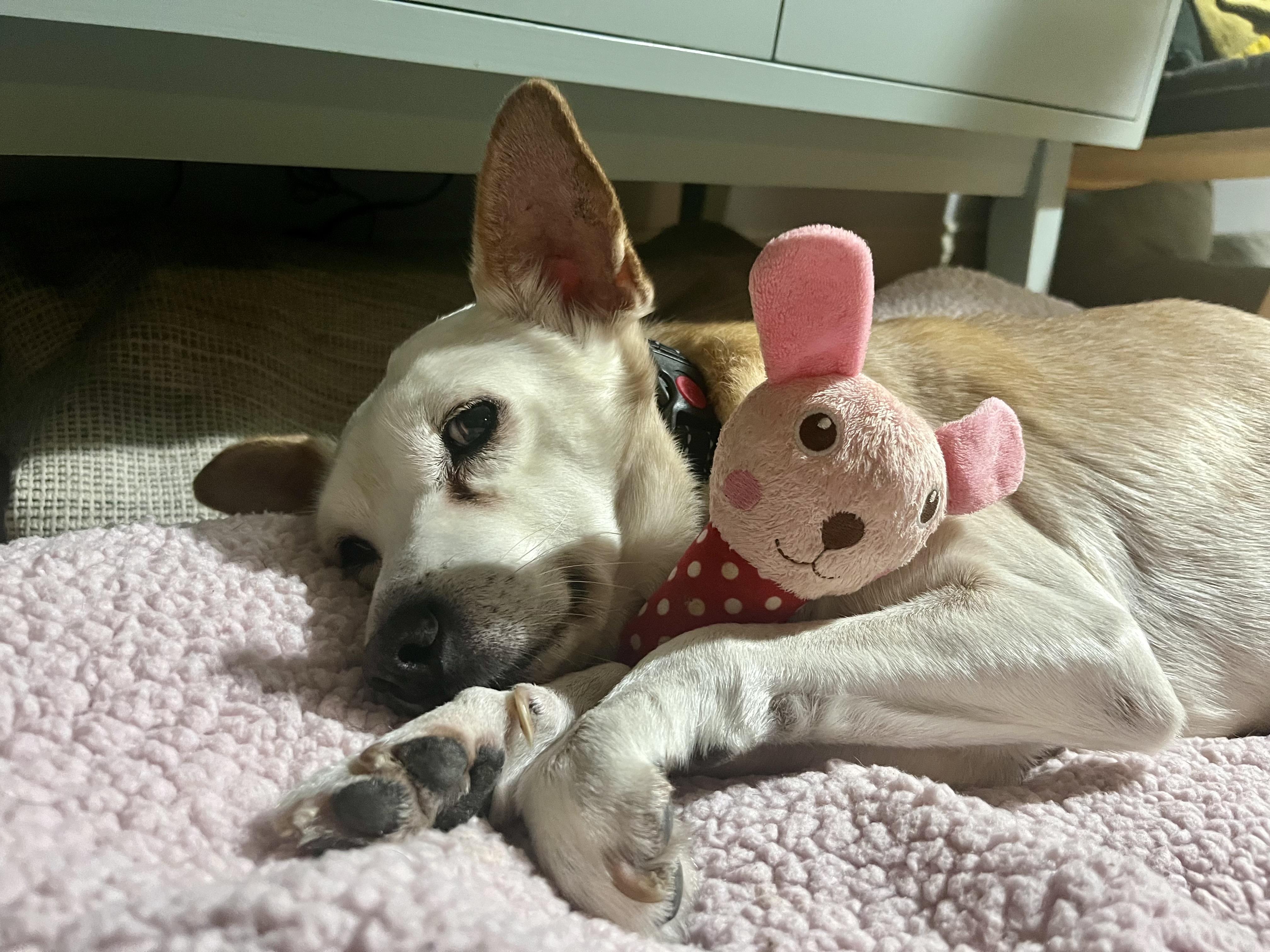 Enlarge Tony, a ADOPTABLE mixed breed in Los Angeles, CA image 5/6