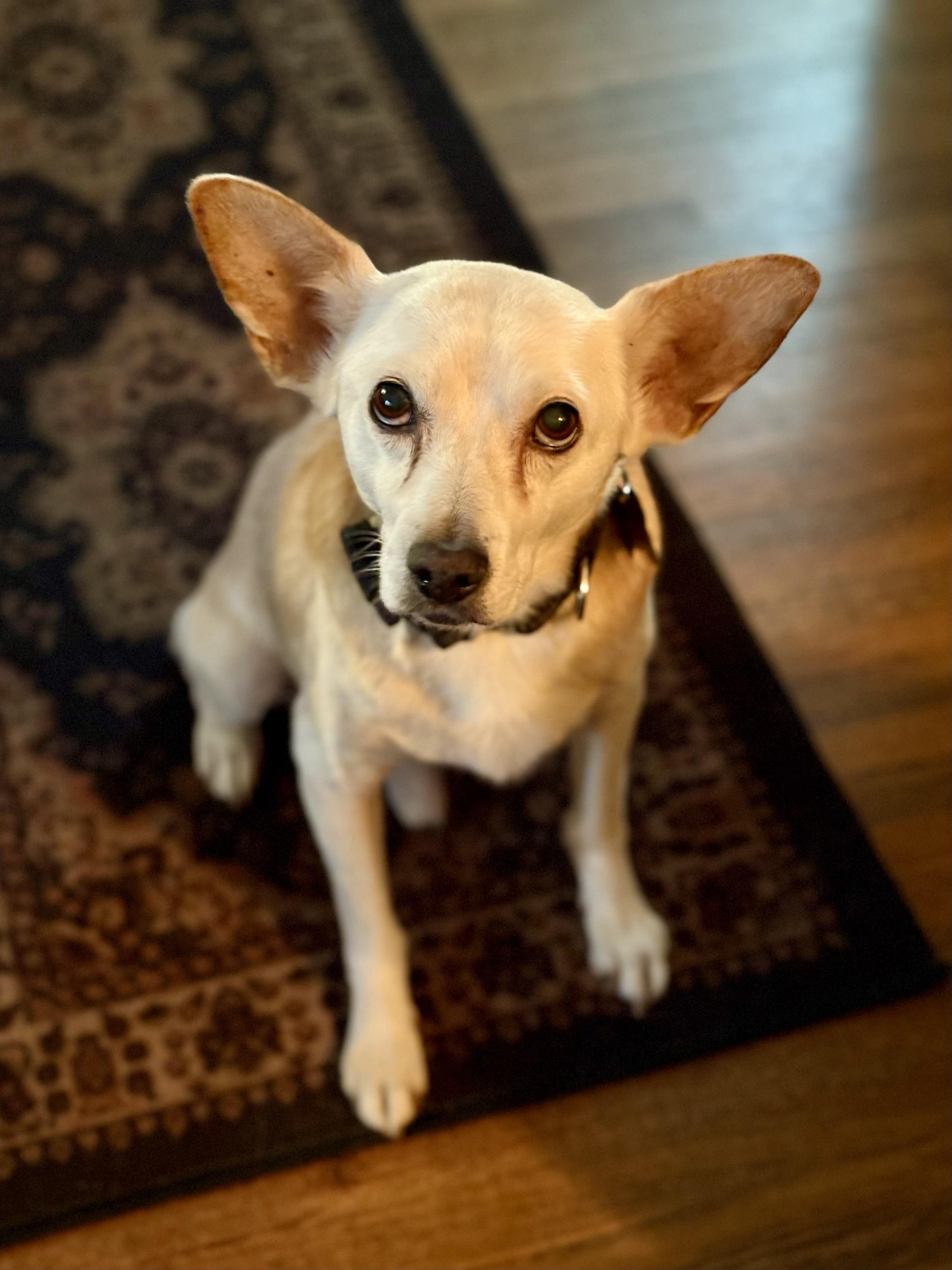 Enlarge Tony, a ADOPTABLE mixed breed in Los Angeles, CA image 4/6