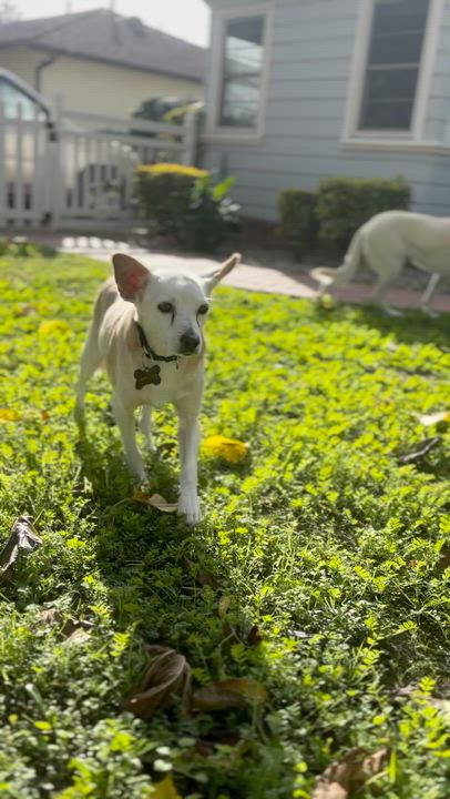 Enlarge Tony, a ADOPTABLE mixed breed in Los Angeles, CA video 6/6