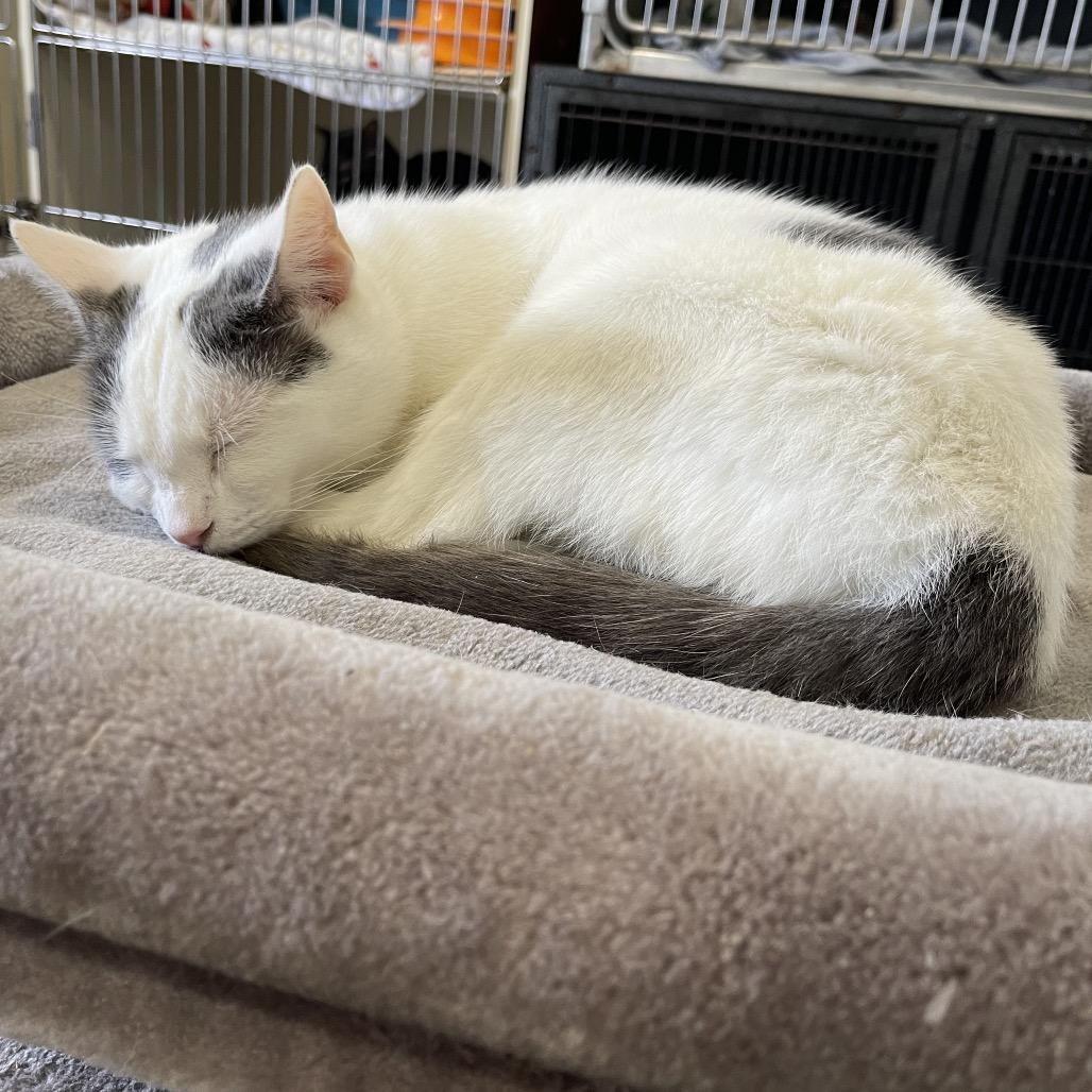 Cora, Adoptable, Adult Female Domestic Short Hair.