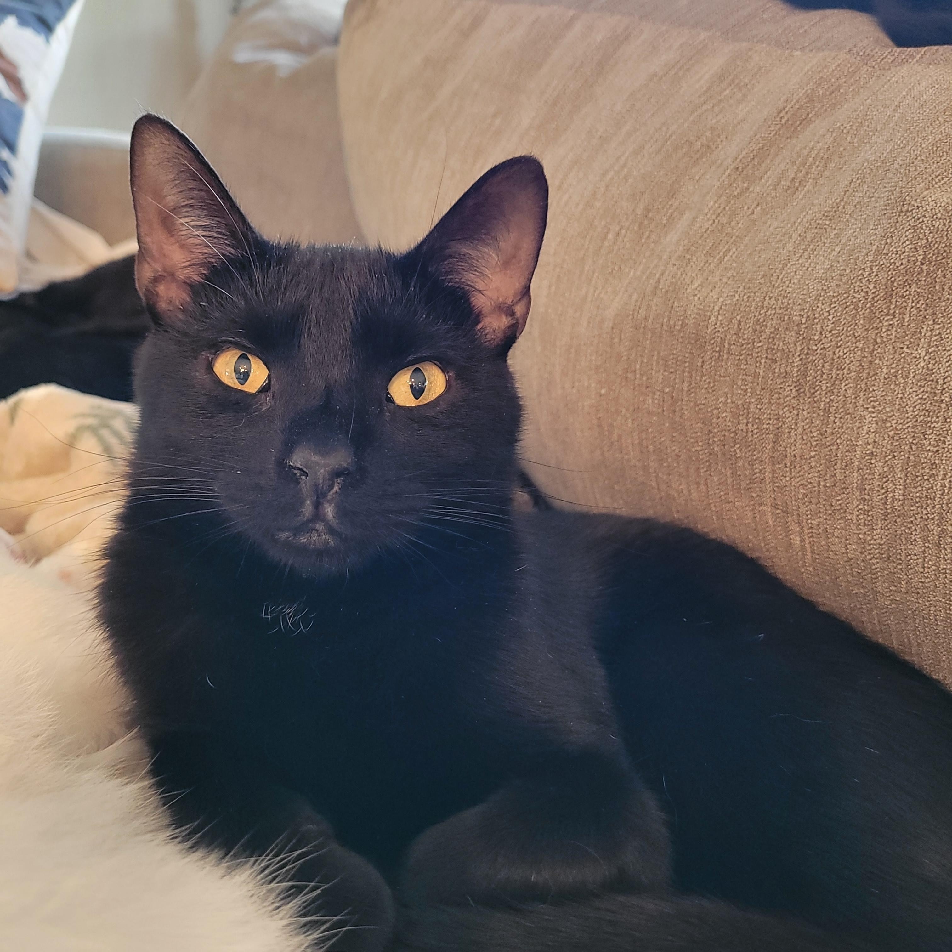 Enlarge Nospurratu, a ADOPTABLE Domestic Short Hair in Indianapolis, IN image 4/6