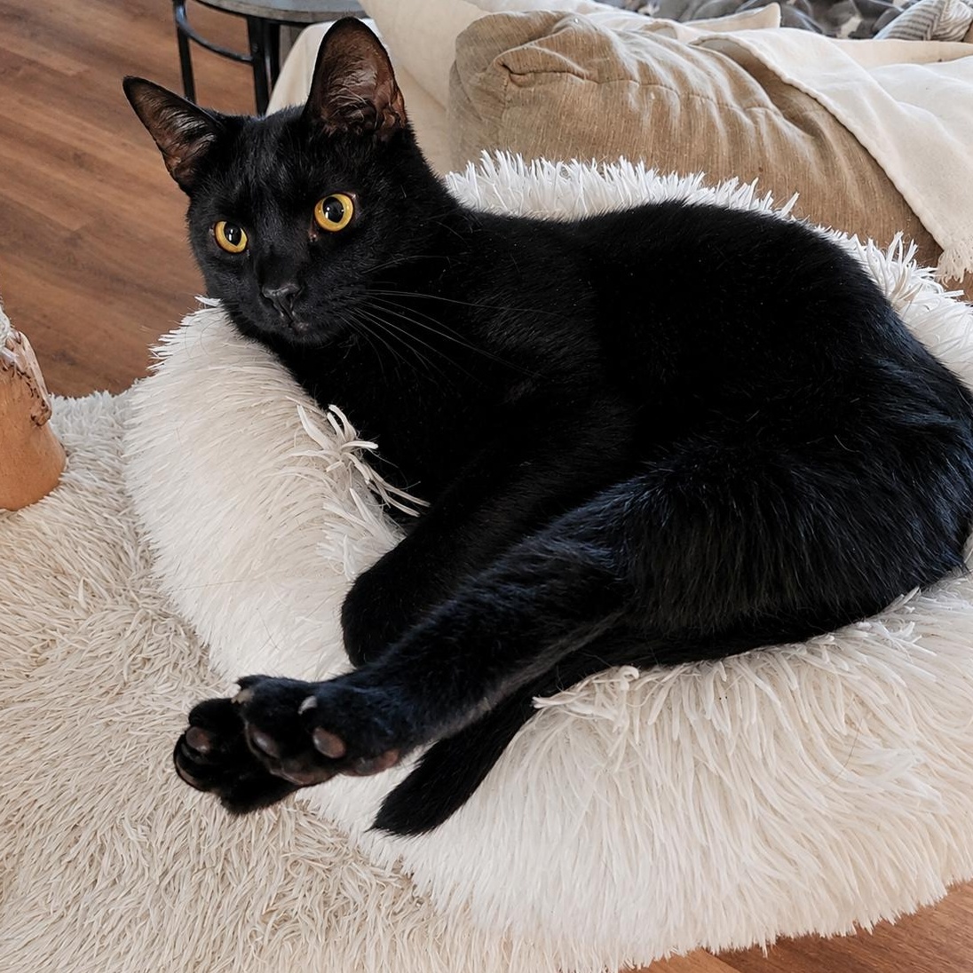 Enlarge Nospurratu, a ADOPTABLE Domestic Short Hair in Indianapolis, IN image 6/6