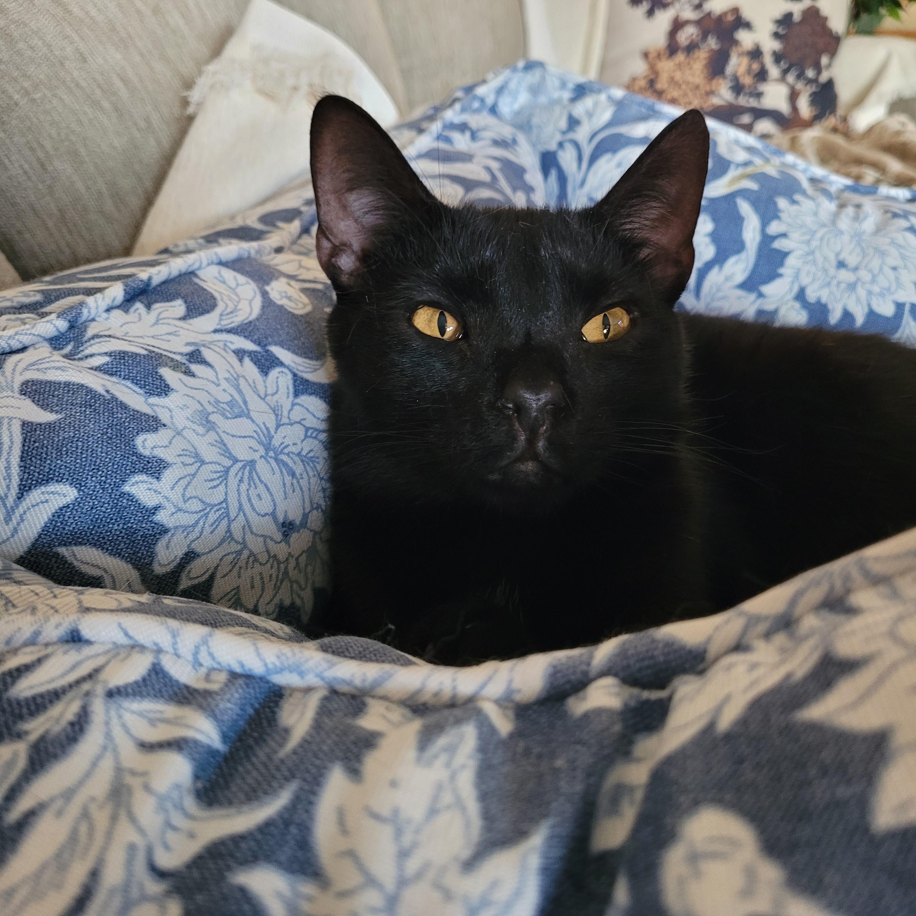 Enlarge Nospurratu, a ADOPTABLE Domestic Short Hair in Indianapolis, IN image 5/6