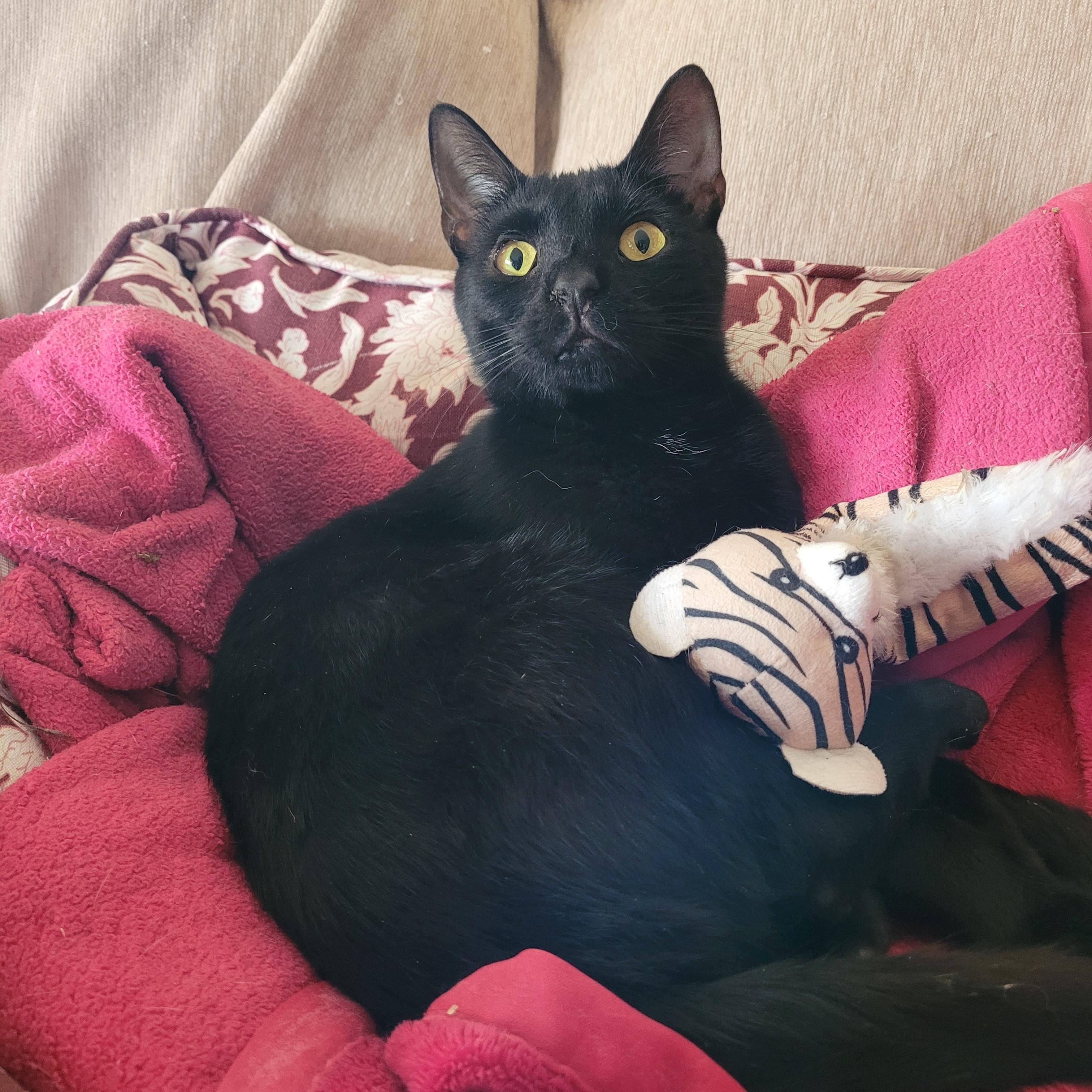 Enlarge Nospurratu, a ADOPTABLE Domestic Short Hair in Indianapolis, IN image 2/6