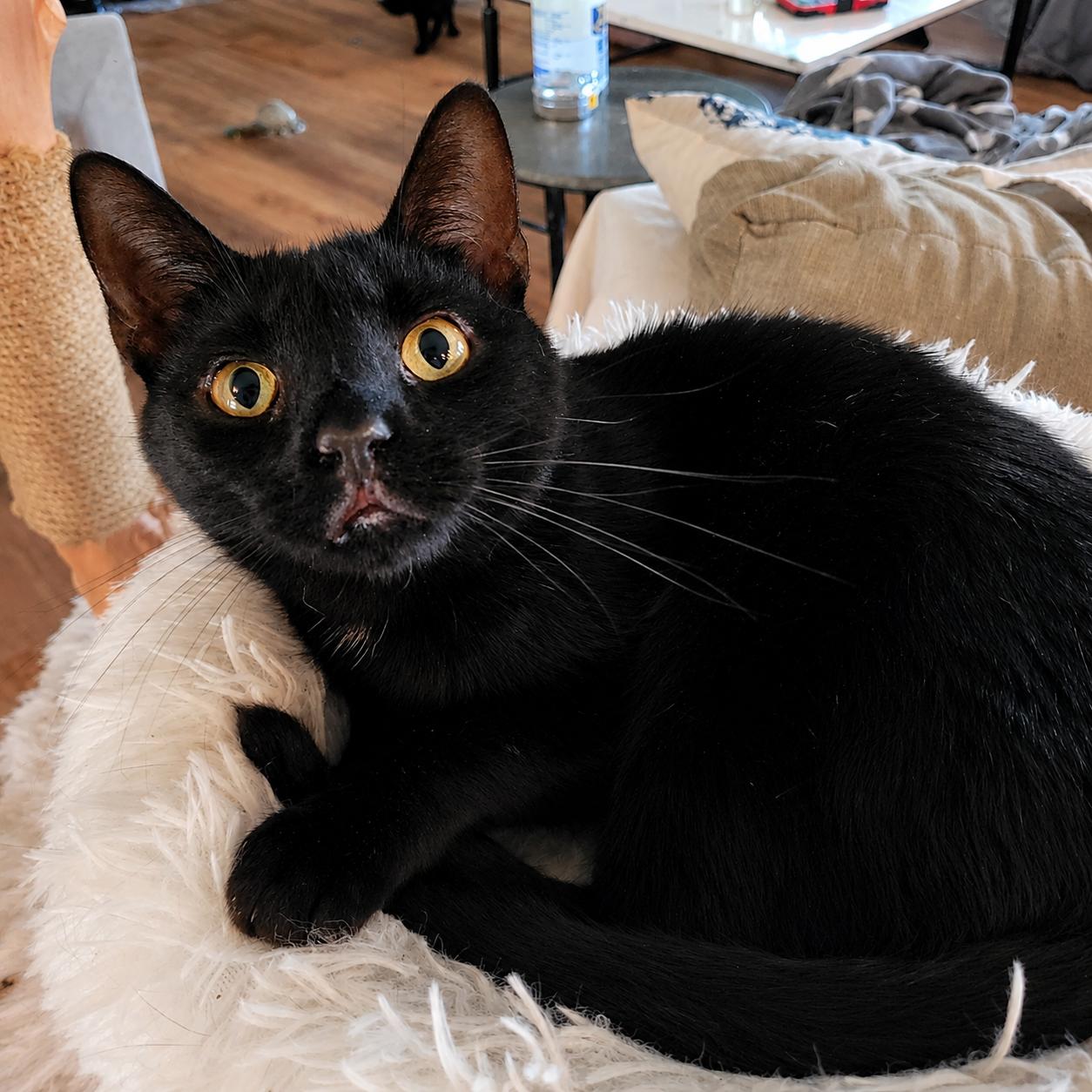 Nospurratu, ADOPTABLE, Young Male Domestic Short Hair.