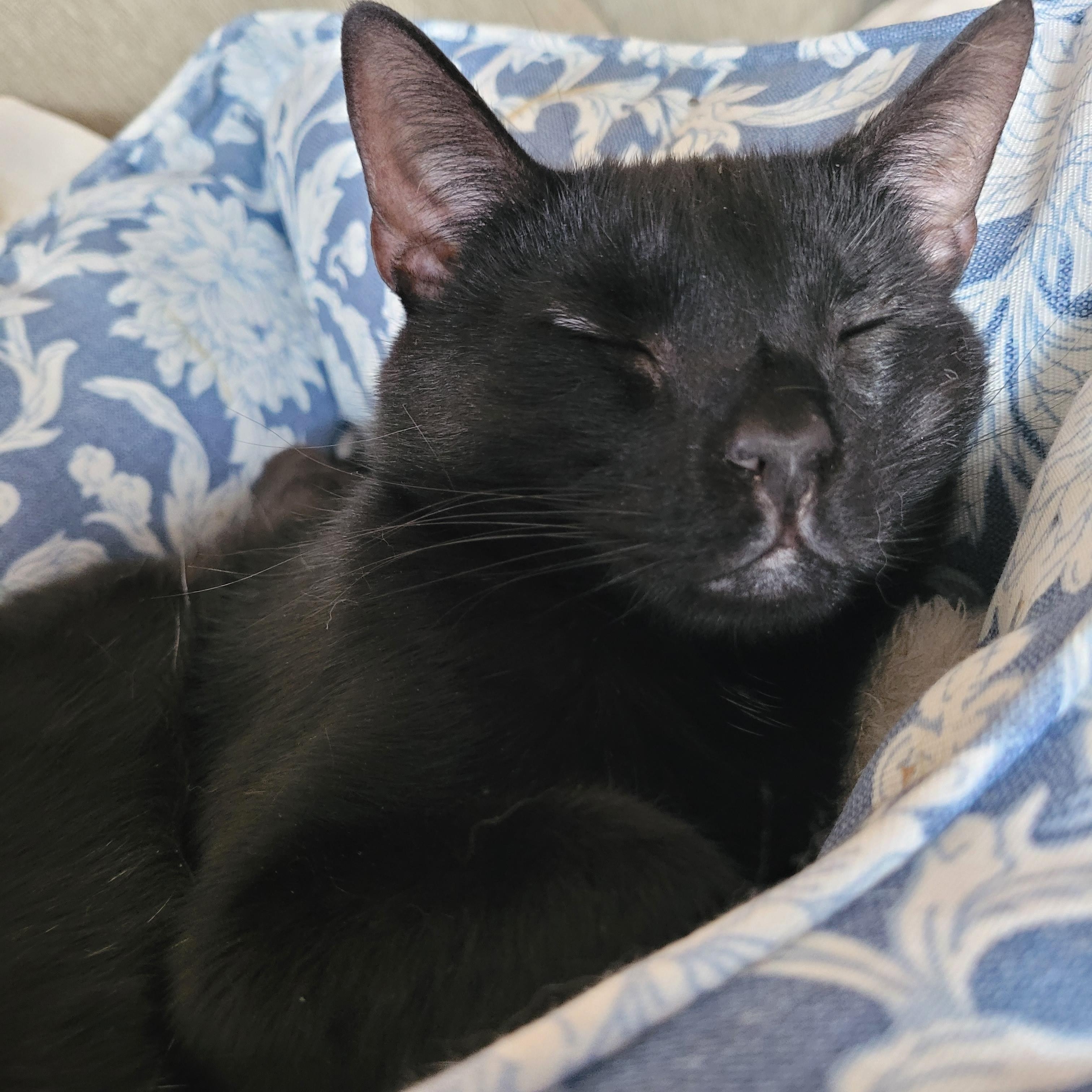 Enlarge Nospurratu, a ADOPTABLE Domestic Short Hair in Indianapolis, IN image 3/6