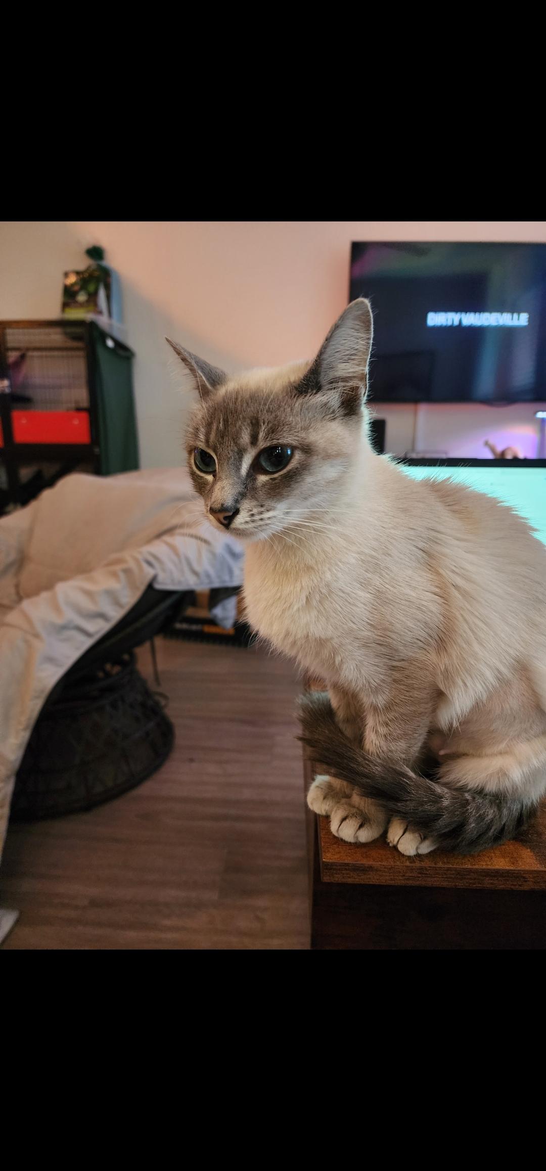 Satine, Adoptable, Kitten Female Domestic Short Hair.