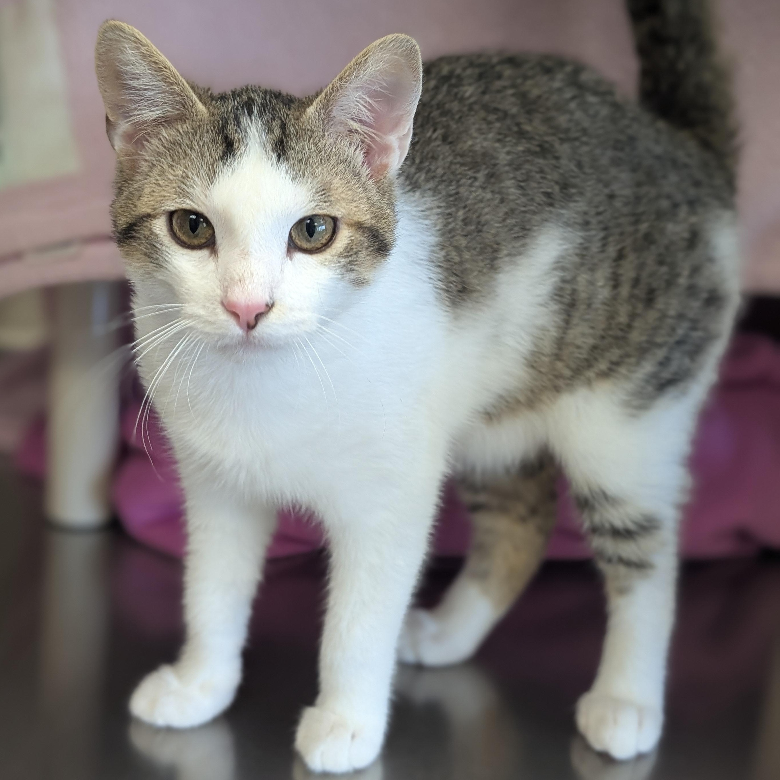 Enlarge Gizmo, an adopted Domestic Short Hair in Jefferson, WI image 2/2