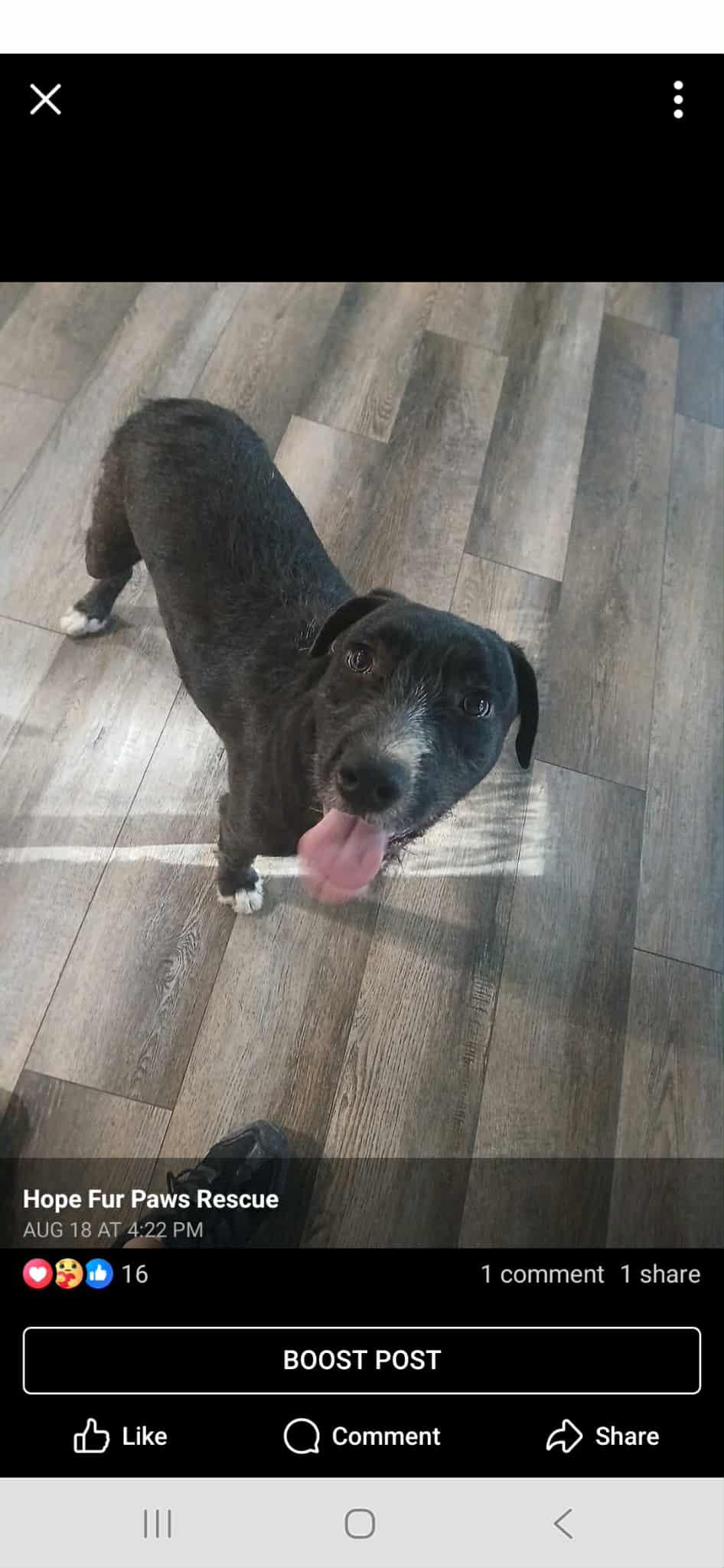 Scruffy, Adoptable, Young Male Terrier & Black Labrador Retriever.