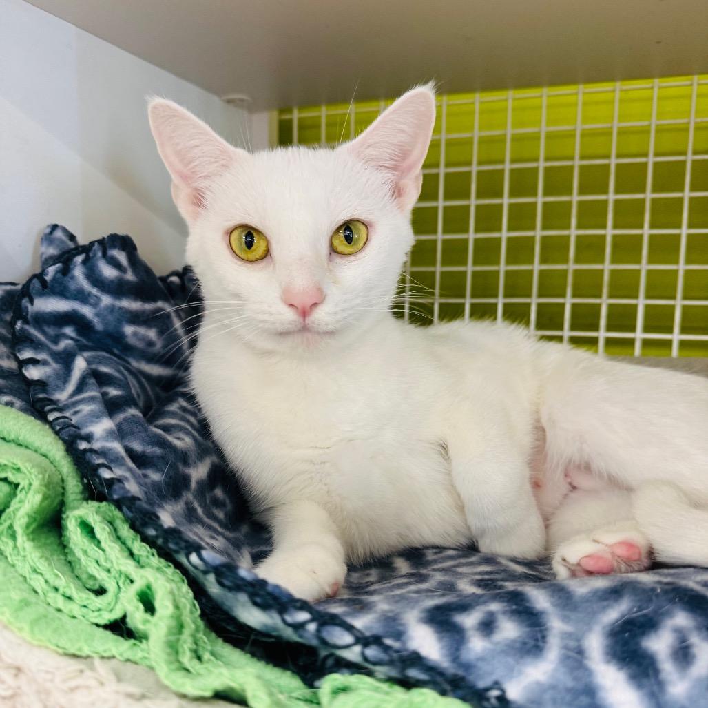 Angel, Adoptable, Adult Female Domestic Short Hair.