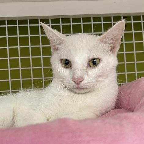 Enlarge Angel, a Adoptable Domestic Short Hair in La Grange, KY image 2/3