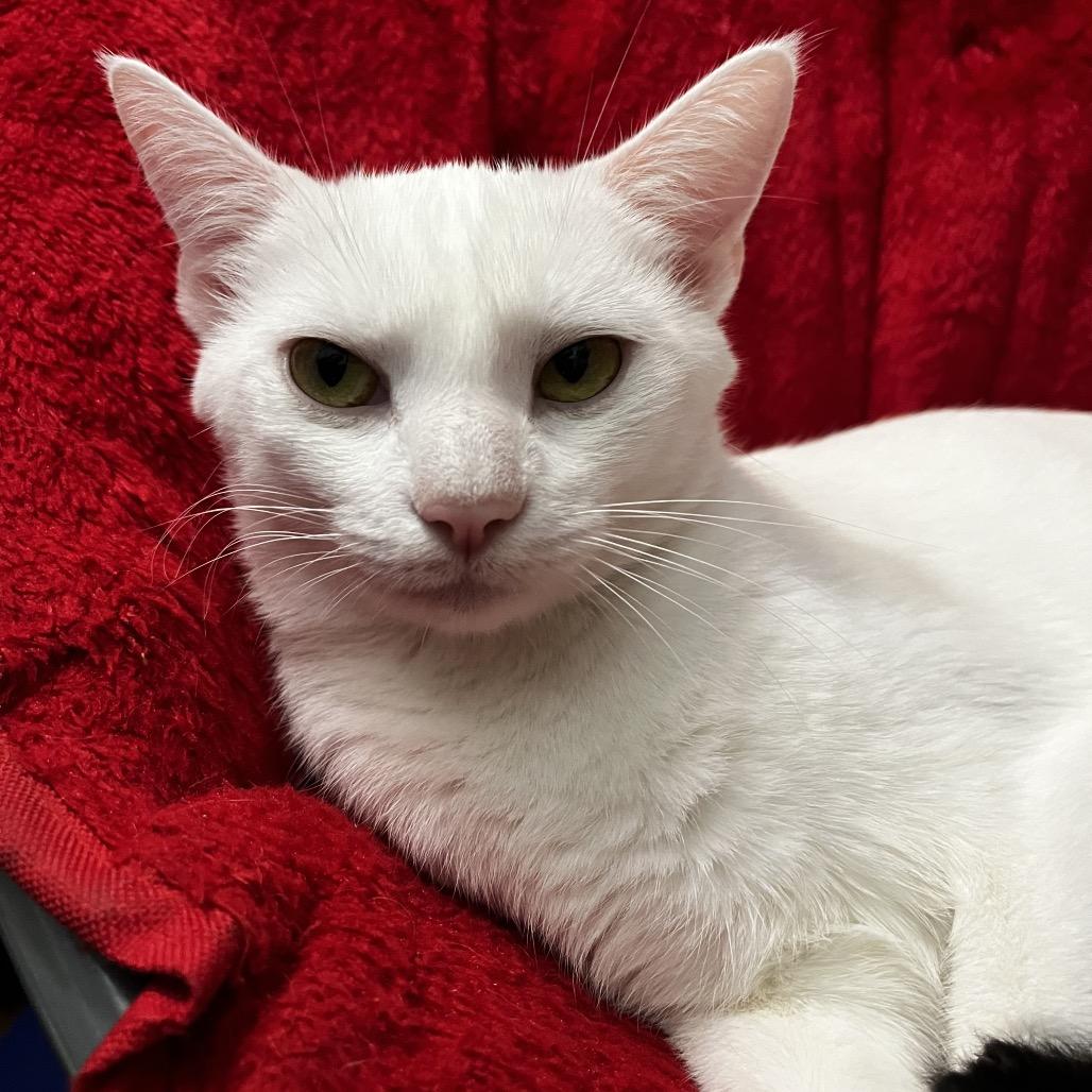 Enlarge Angel, a Adoptable Domestic Short Hair in La Grange, KY image 3/3
