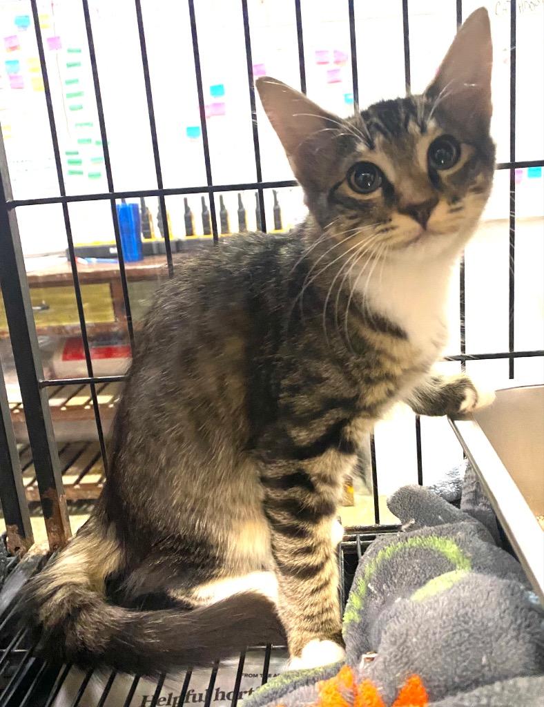 Rumple Teaser, Adoptable, Kitten Female Domestic Long Hair.