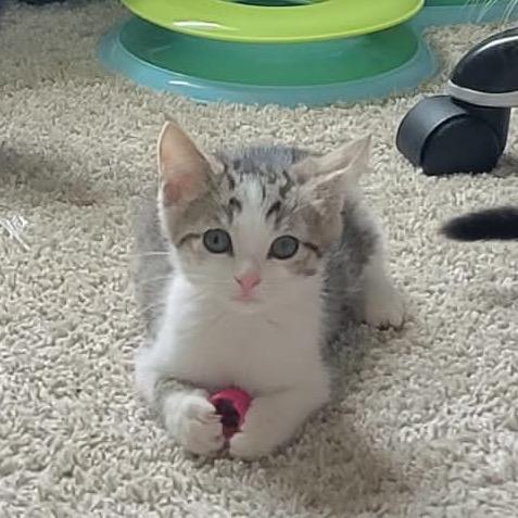 Owens, Adoptable, Kitten Male Domestic Short Hair.