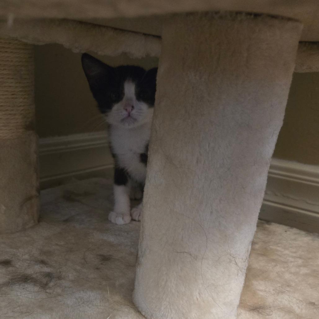 N-Dilly, a Adoptable Domestic Short Hair in Arizona City, AZ image 2/6