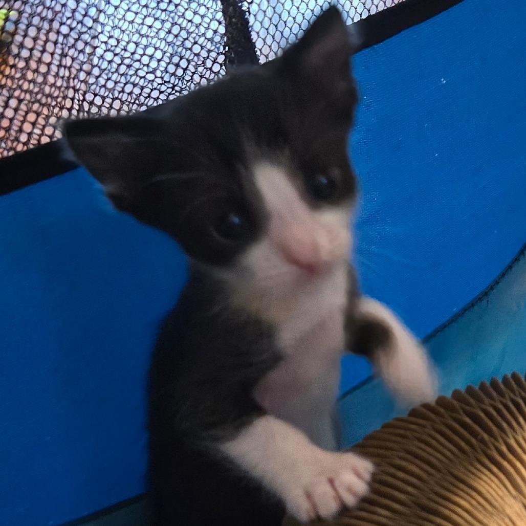 N-Dilly, a Adoptable Domestic Short Hair in Arizona City, AZ image 3/6