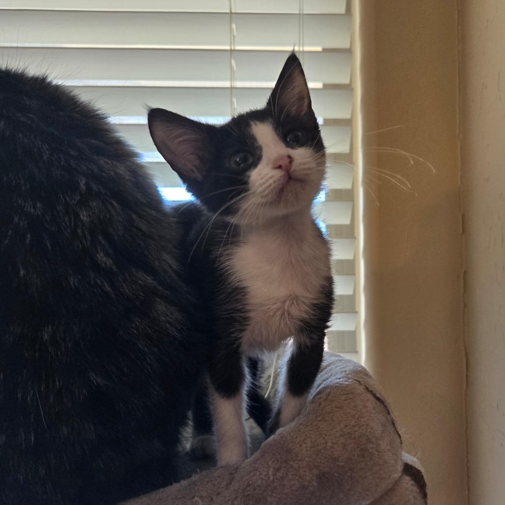 N-Dilly, a Adoptable Domestic Short Hair in Arizona City, AZ image 4/6