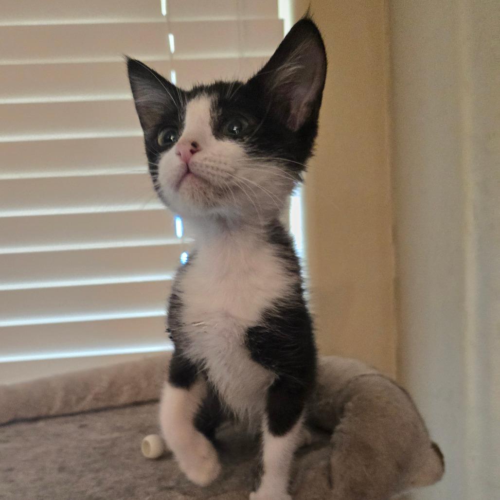 N-Dilly, a Adoptable Domestic Short Hair in Arizona City, AZ image 6/6