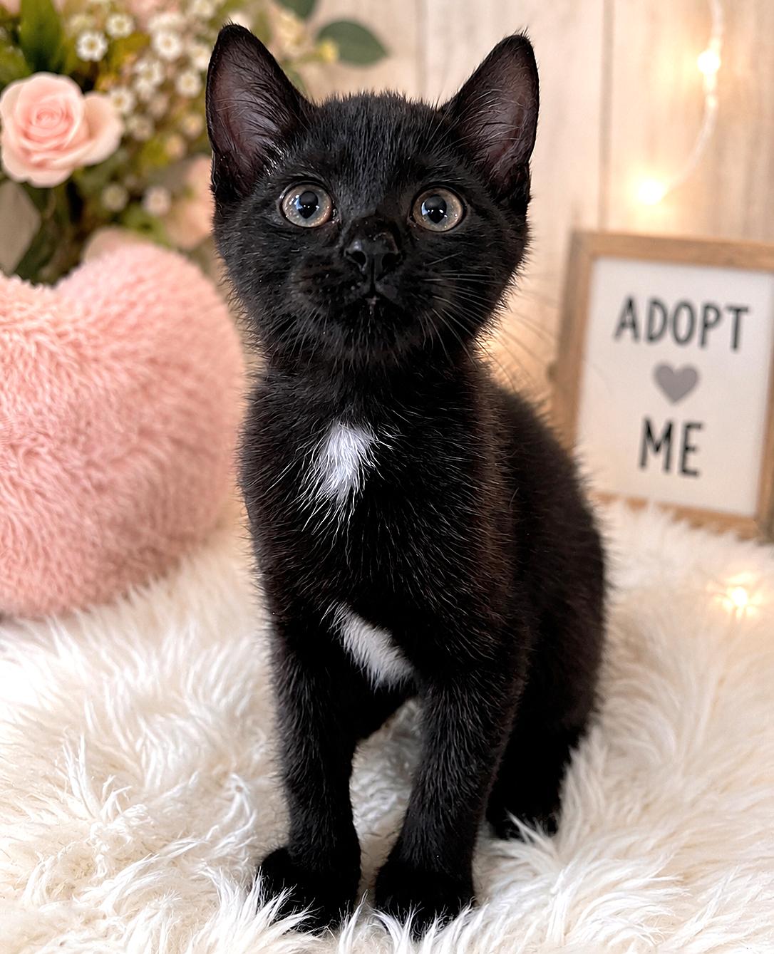 Enlarge Alder, a Adopted Tuxedo in Fort Myers, FL image 1/1