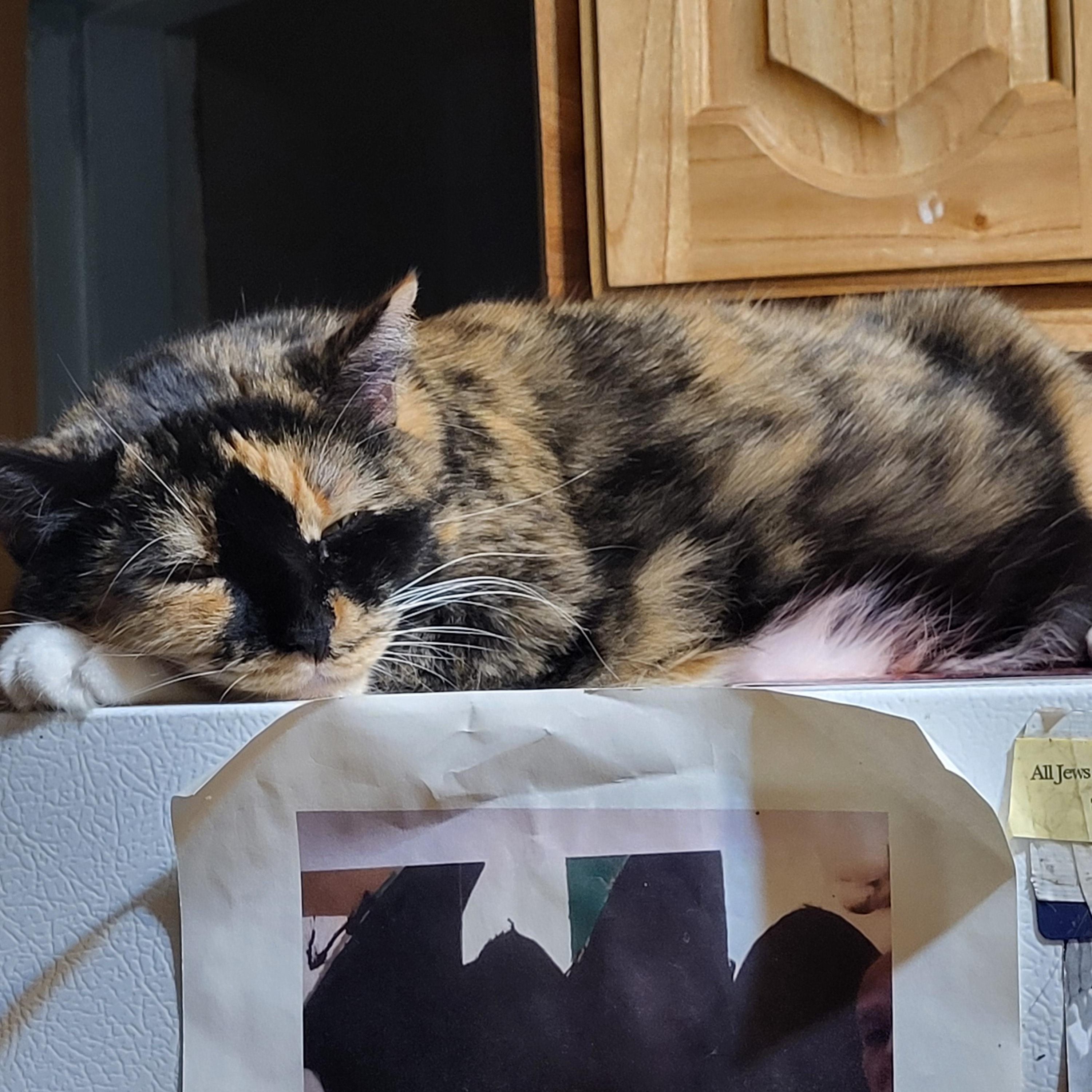 Enlarge Mila Amber, a ADOPTABLE Domestic Short Hair in New York, NY image 5/5