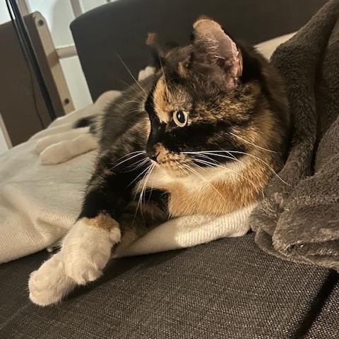 Enlarge Mila Amber, a ADOPTABLE Domestic Short Hair in New York, NY image 2/5