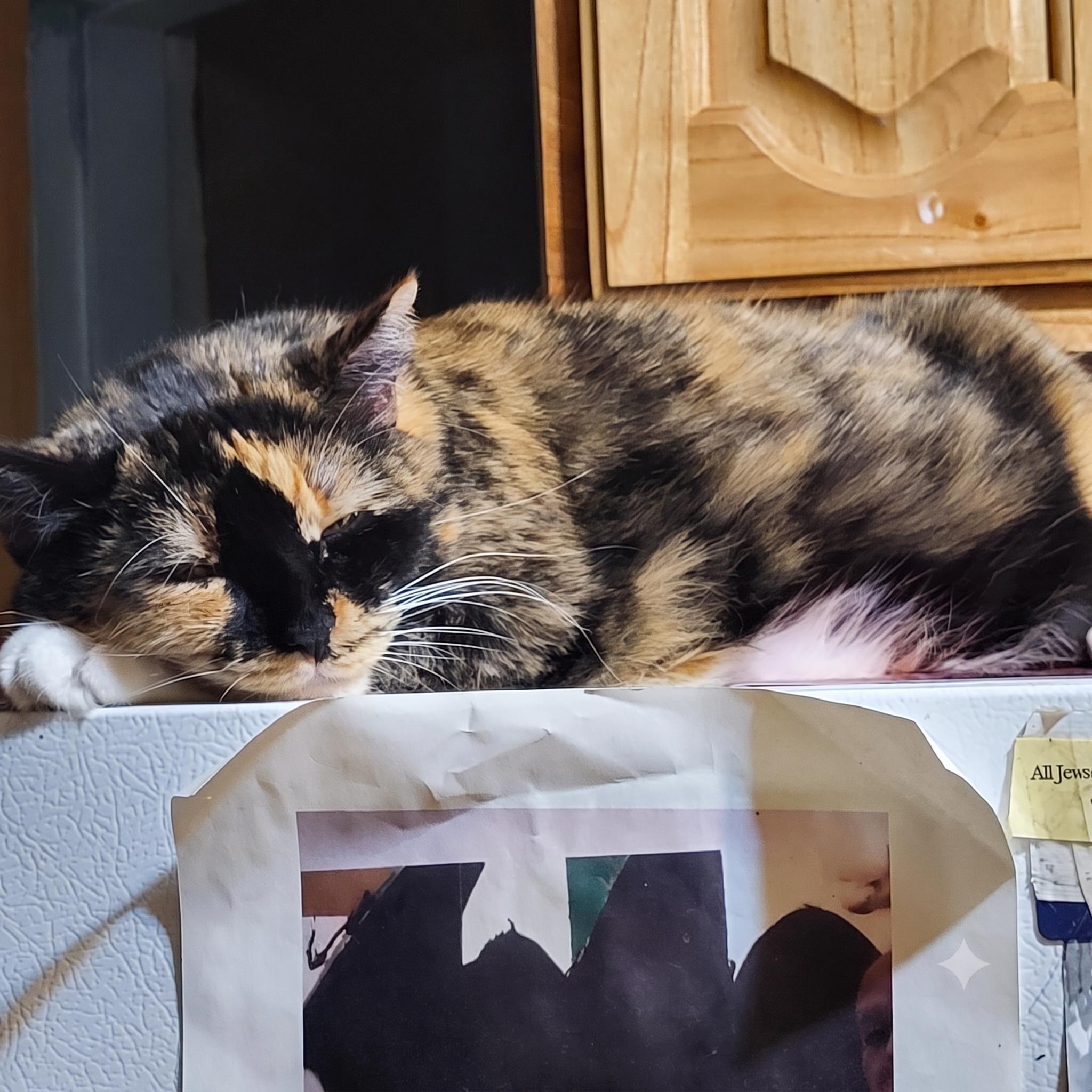 Mila Amber, a ADOPTABLE Domestic Short Hair in New York, NY image 5/5
