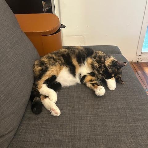 Enlarge Mila Amber, a ADOPTABLE Domestic Short Hair in New York, NY image 4/5