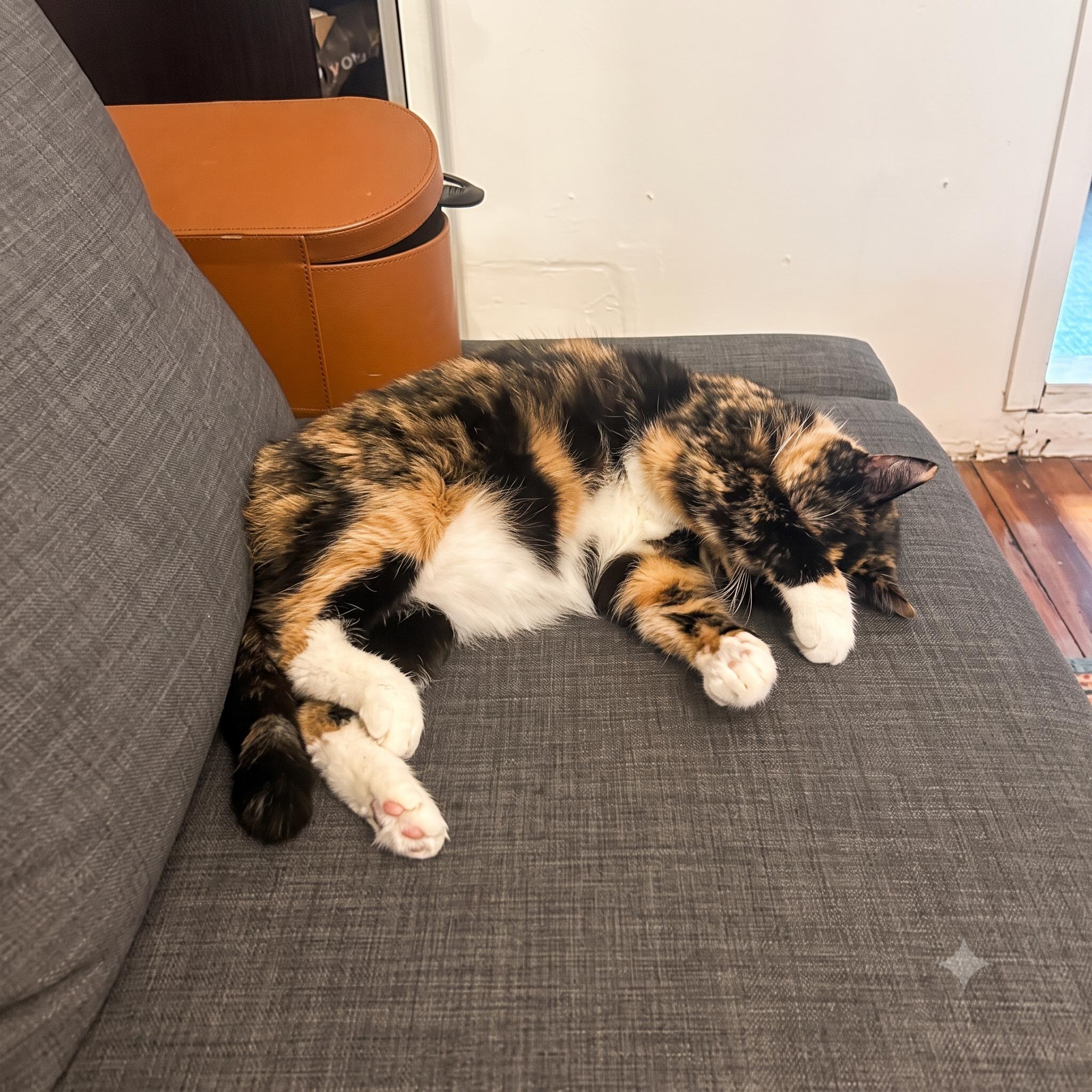 Mila Amber, a ADOPTABLE Domestic Short Hair in New York, NY image 4/5