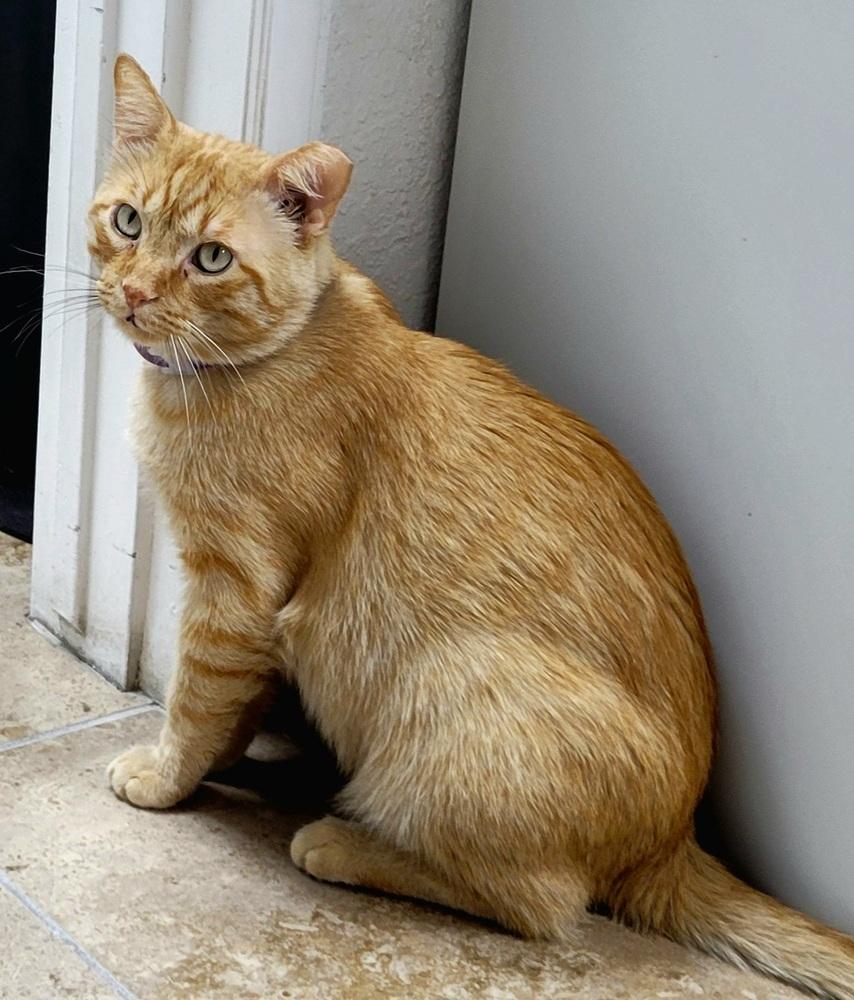 Mango, Adoptable, Adult Male Domestic Short Hair.