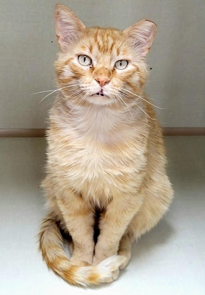 Enlarge Mango, a Adoptable Domestic Short Hair in Green Valley, AZ image 1/6