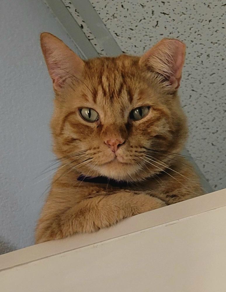Enlarge Mango, a Adoptable Domestic Short Hair in Green Valley, AZ image 2/6