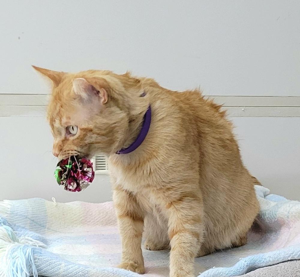 Enlarge Mango, a Adoptable Domestic Short Hair in Green Valley, AZ image 3/6