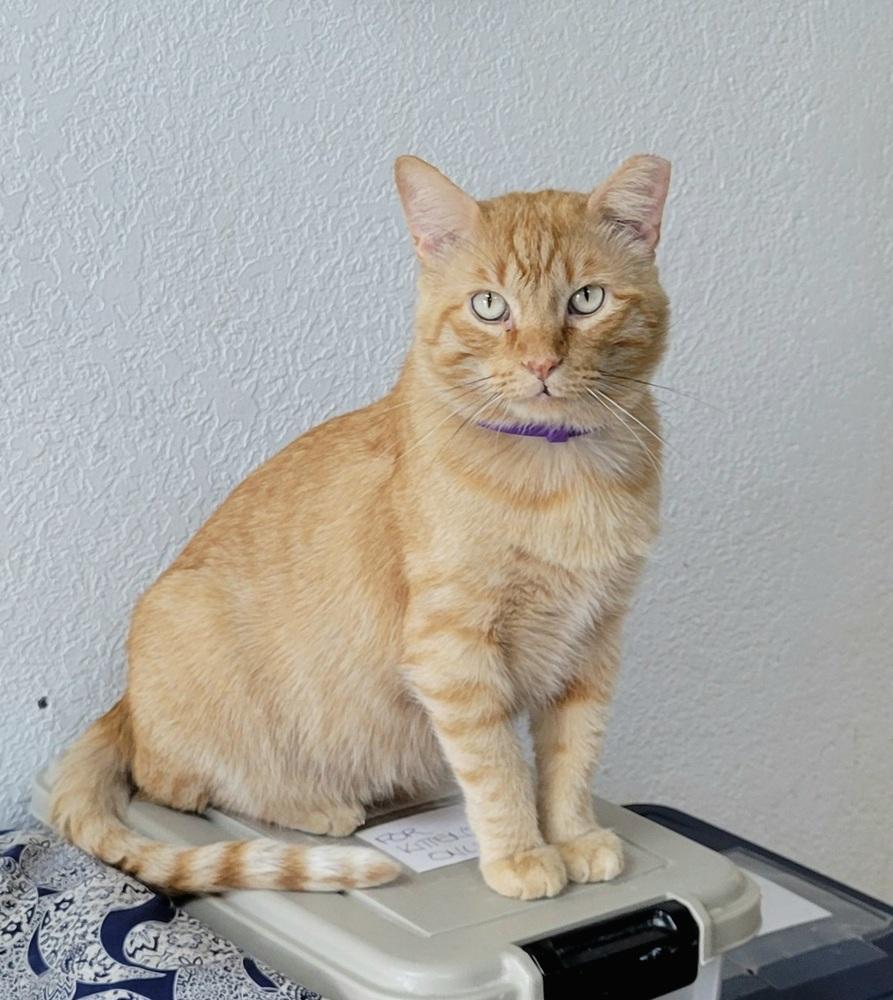 Enlarge Mango, a Adoptable Domestic Short Hair in Green Valley, AZ image 4/6