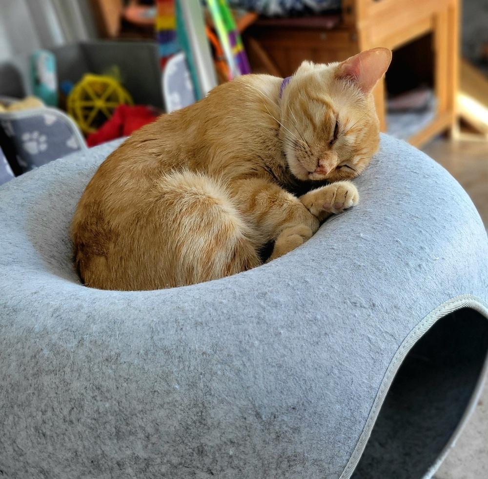 Enlarge Mango, a Adoptable Domestic Short Hair in Green Valley, AZ image 5/6