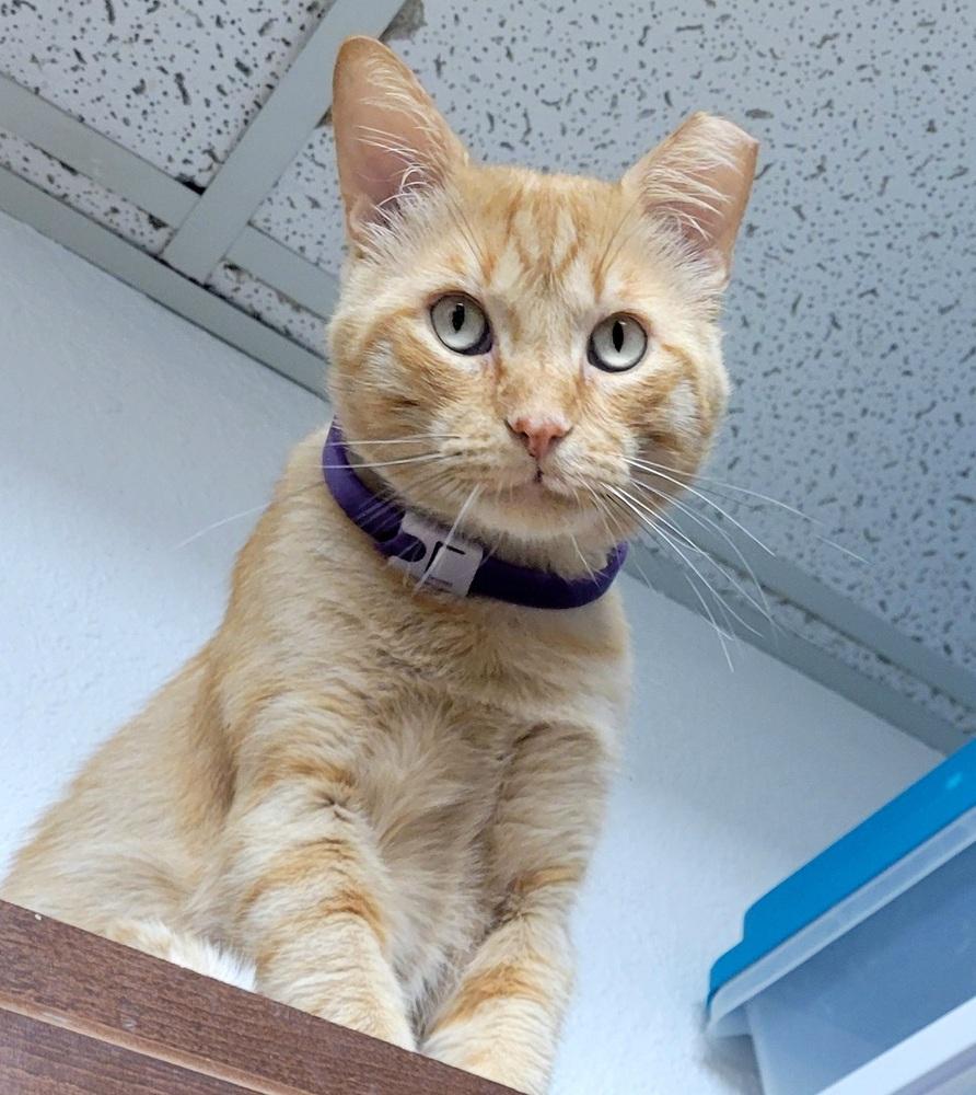 Enlarge Mango, a Adoptable Domestic Short Hair in Green Valley, AZ image 6/6